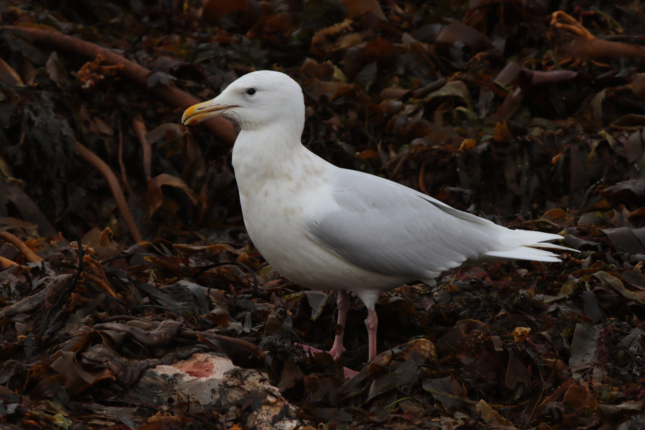 Glaucous Gull. Isle of Man, December 2021 © Neil G Morris.