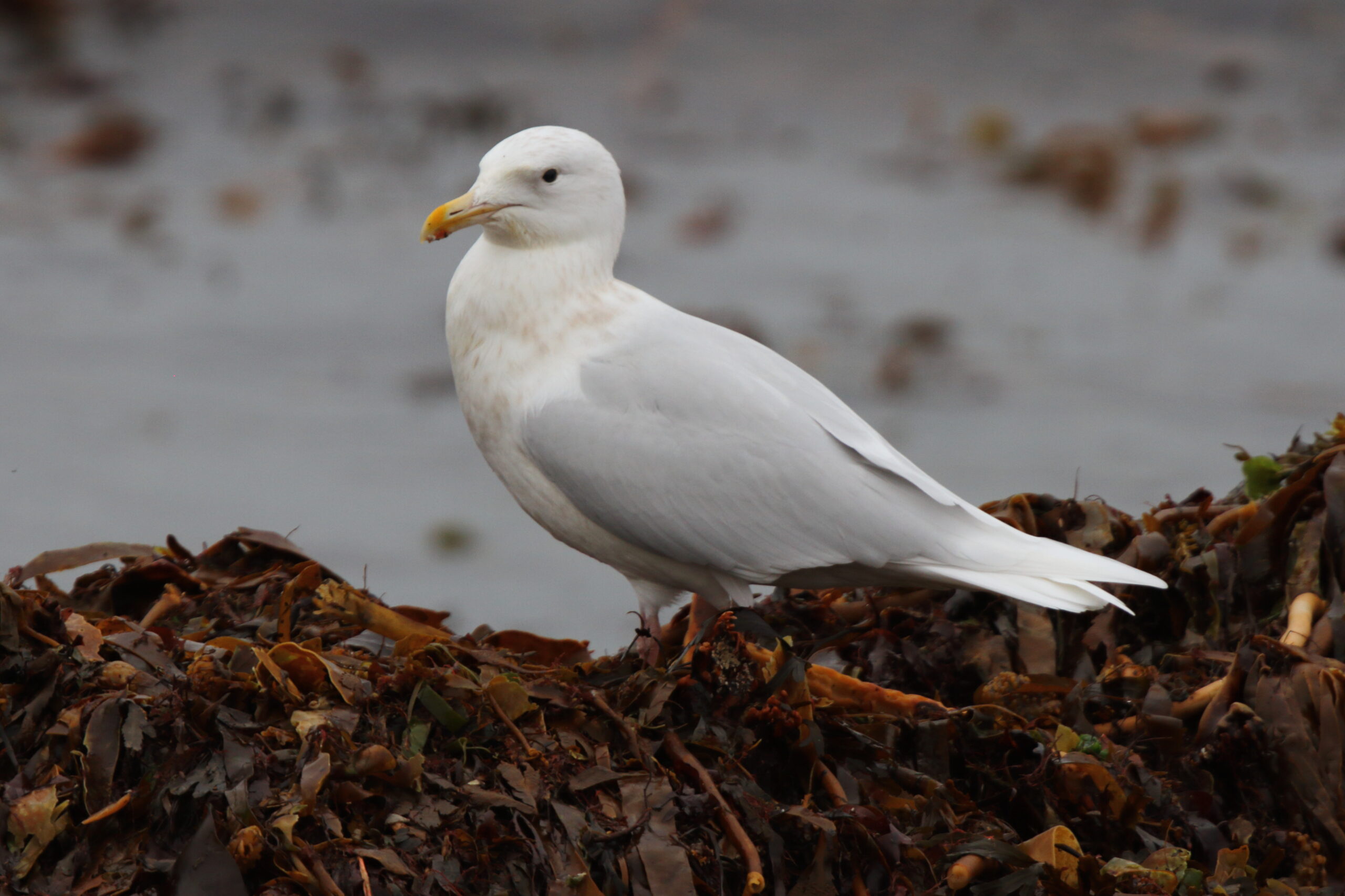 Glaucous Gull. Isle of Man, December 2021 © Neil G Morris.