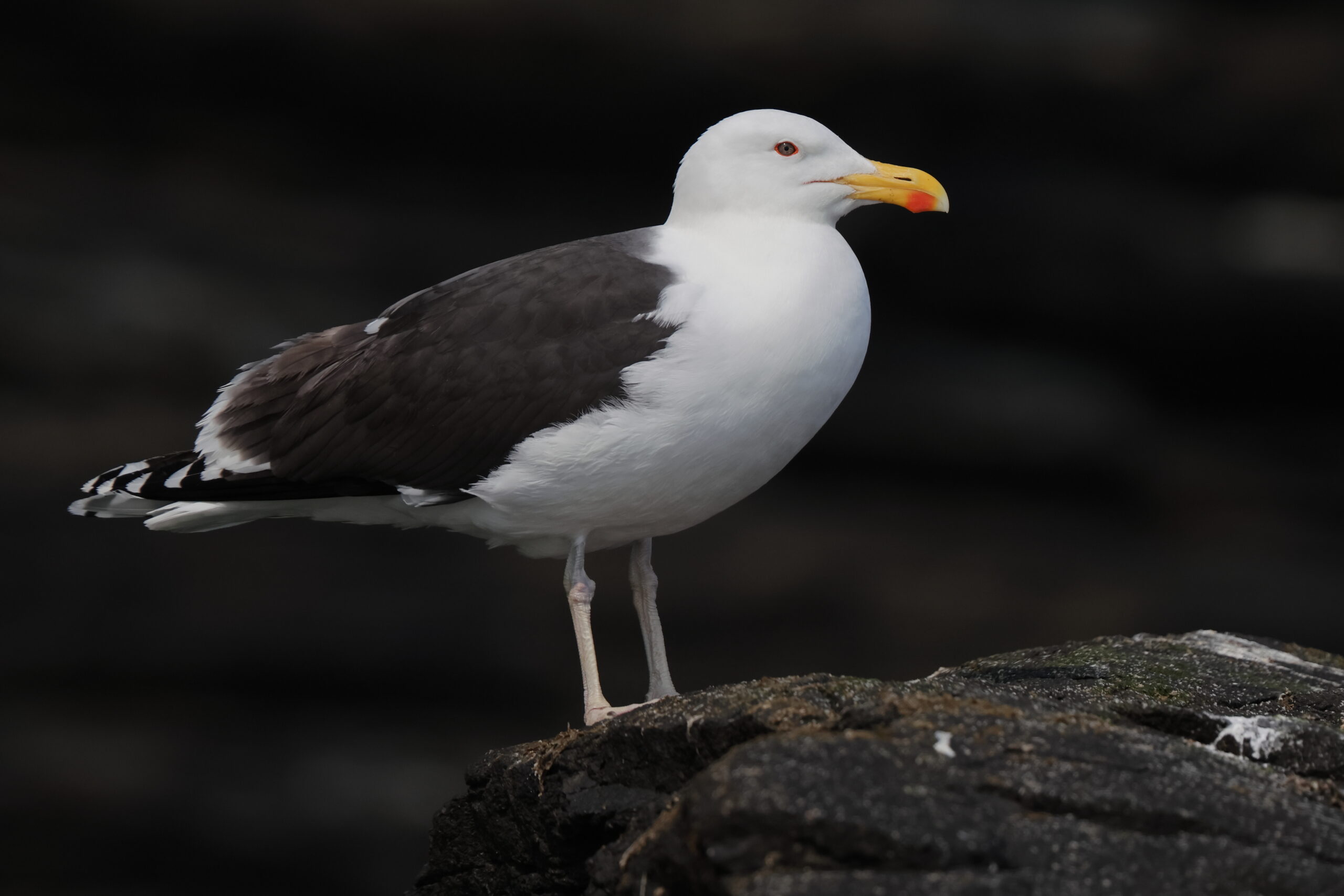 Great Black-backed Gull. Isle of Man, May 2023 © Neil G Morris.