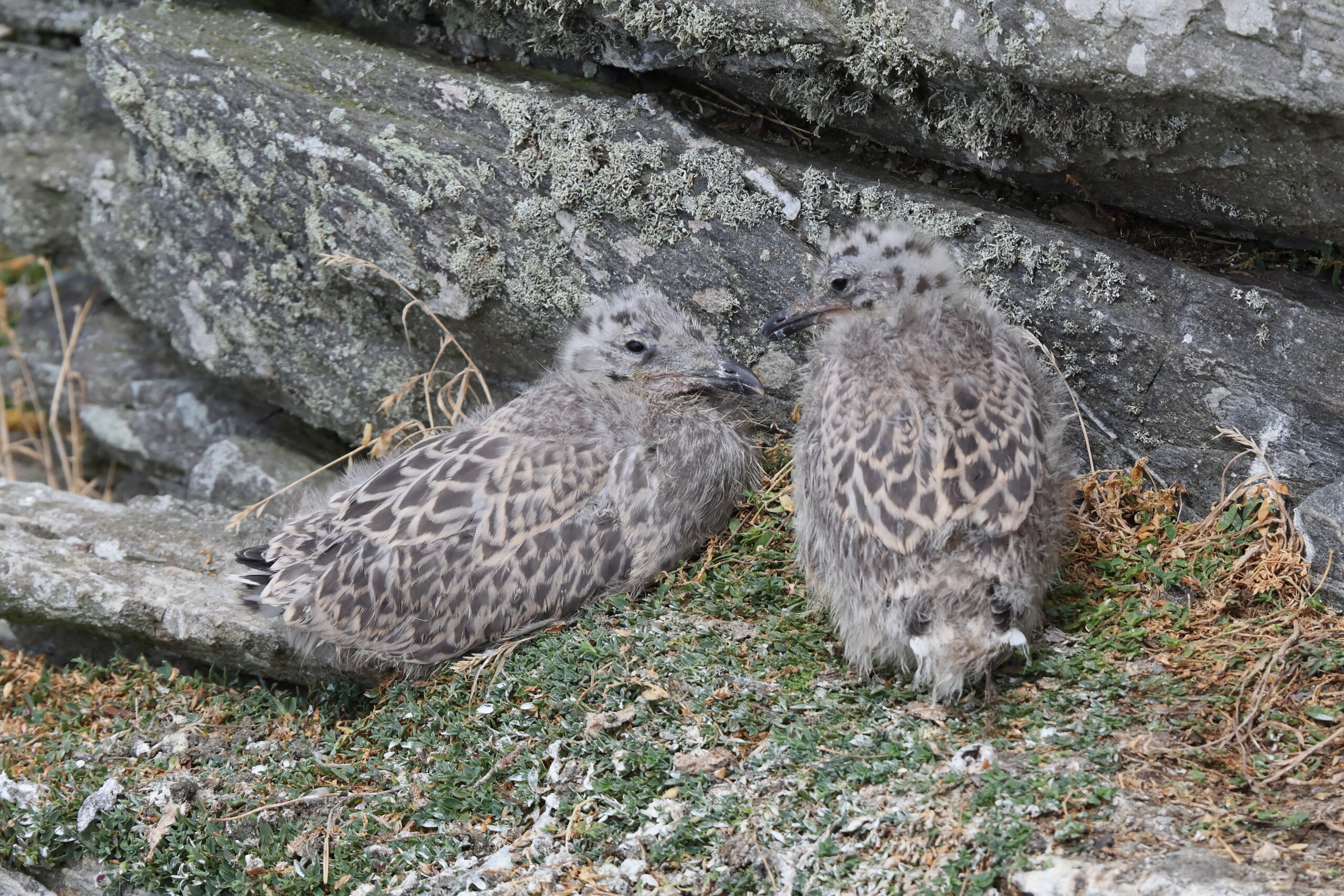 Herring Gull. Isle of Man, July 2024 © Neil G Morris.