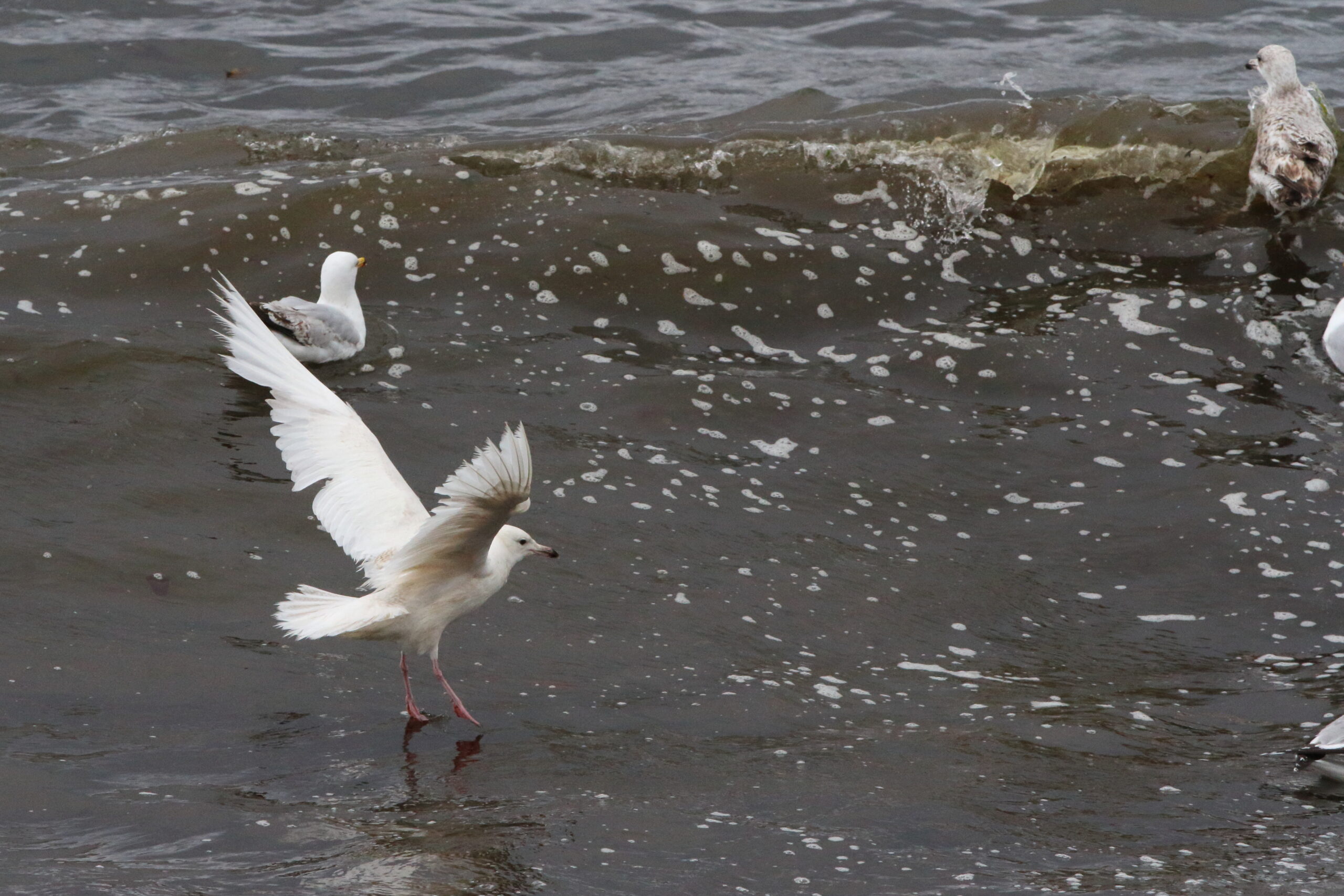 Leucistic Herring Gull. Isle of Man, June 2015 © Neil G. Morris.