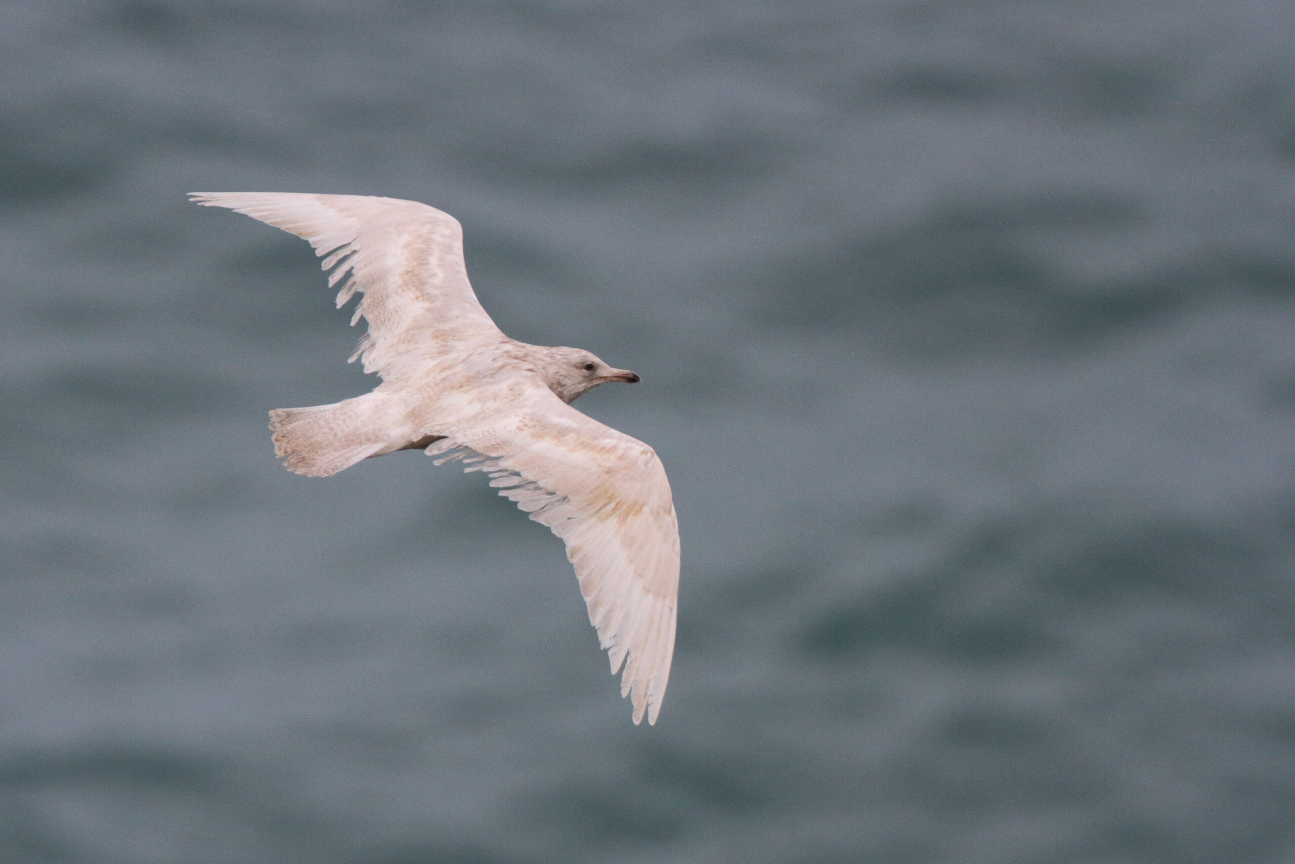 Leucistic Herring Gull. Isle of Man, November 2015 © Neil G. Morris.