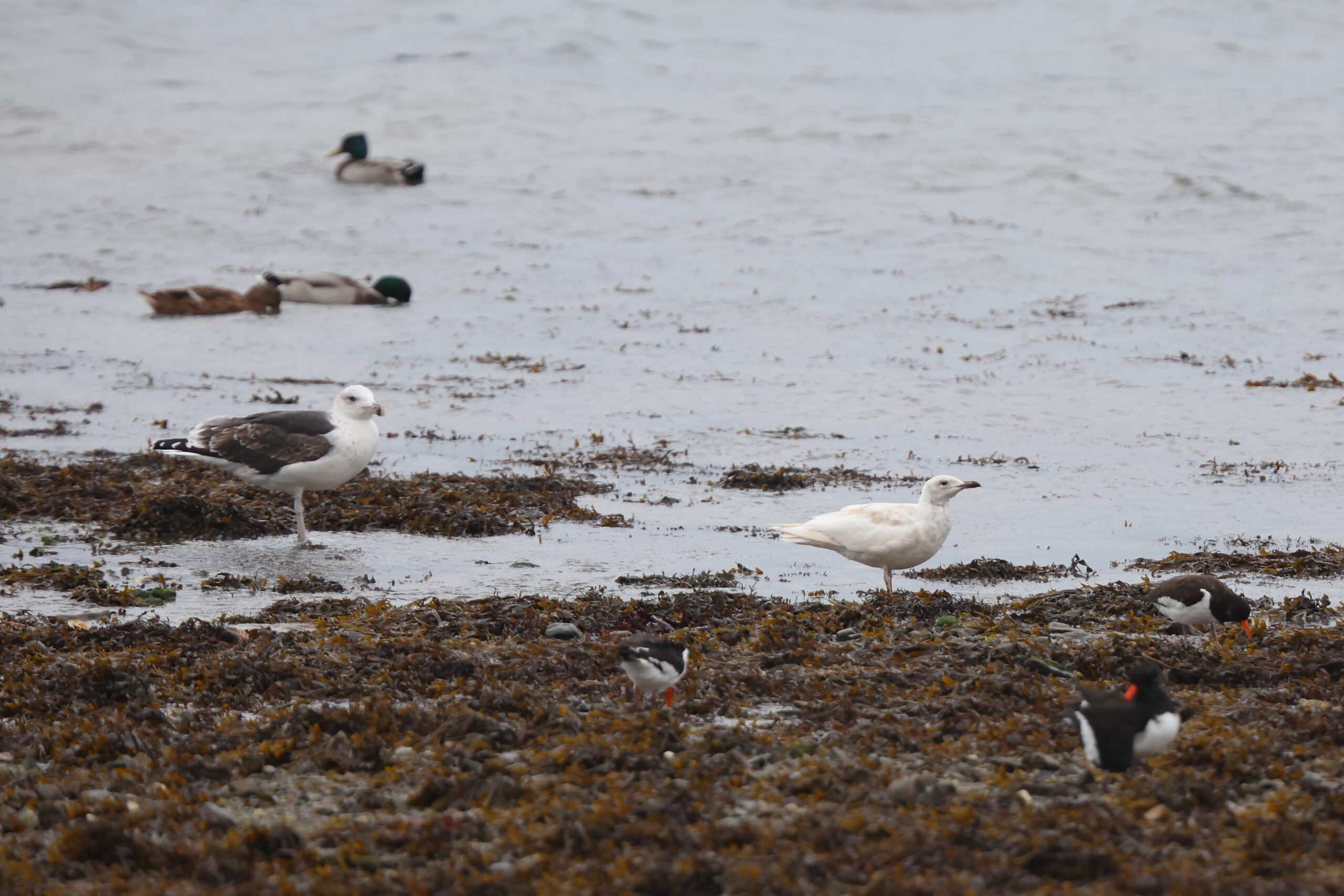 Leucistic Herring Gull. Isle of Man, October 2023 © Neil G Morris.