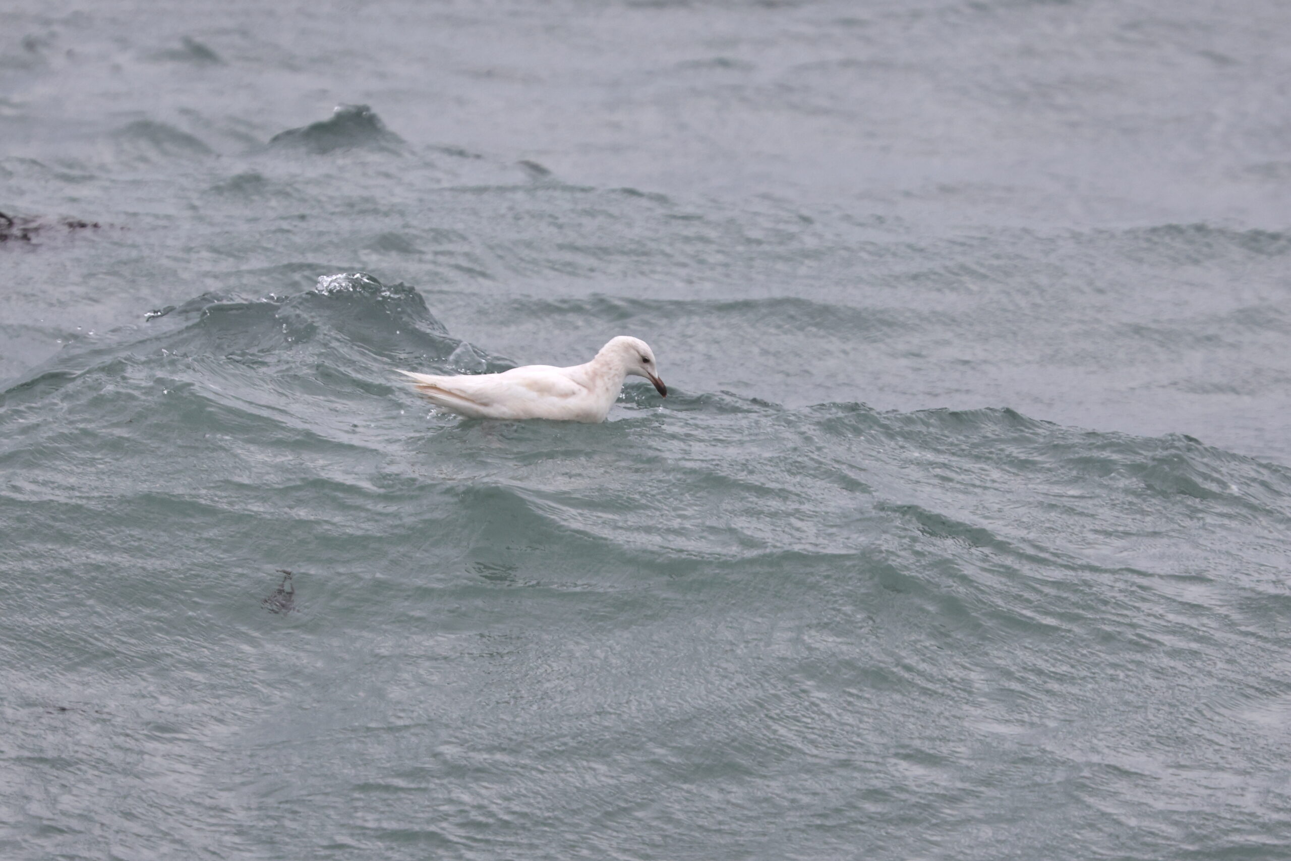 Leucistic Herring Gull. Isle of Man, December 2023 © Neil G Morris.
