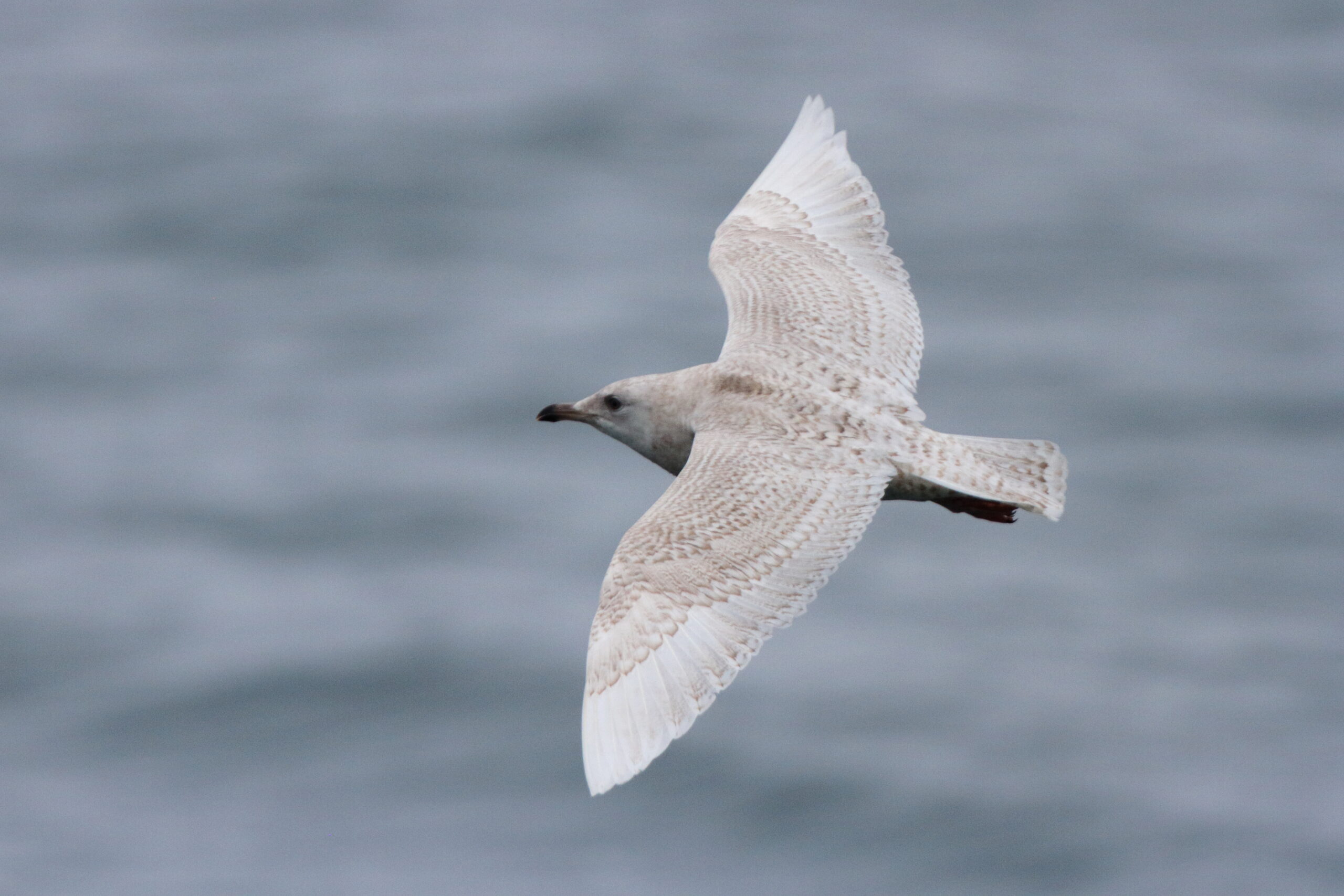Iceland Gull. Isle of Man, February 2019 © Neil G Morris.