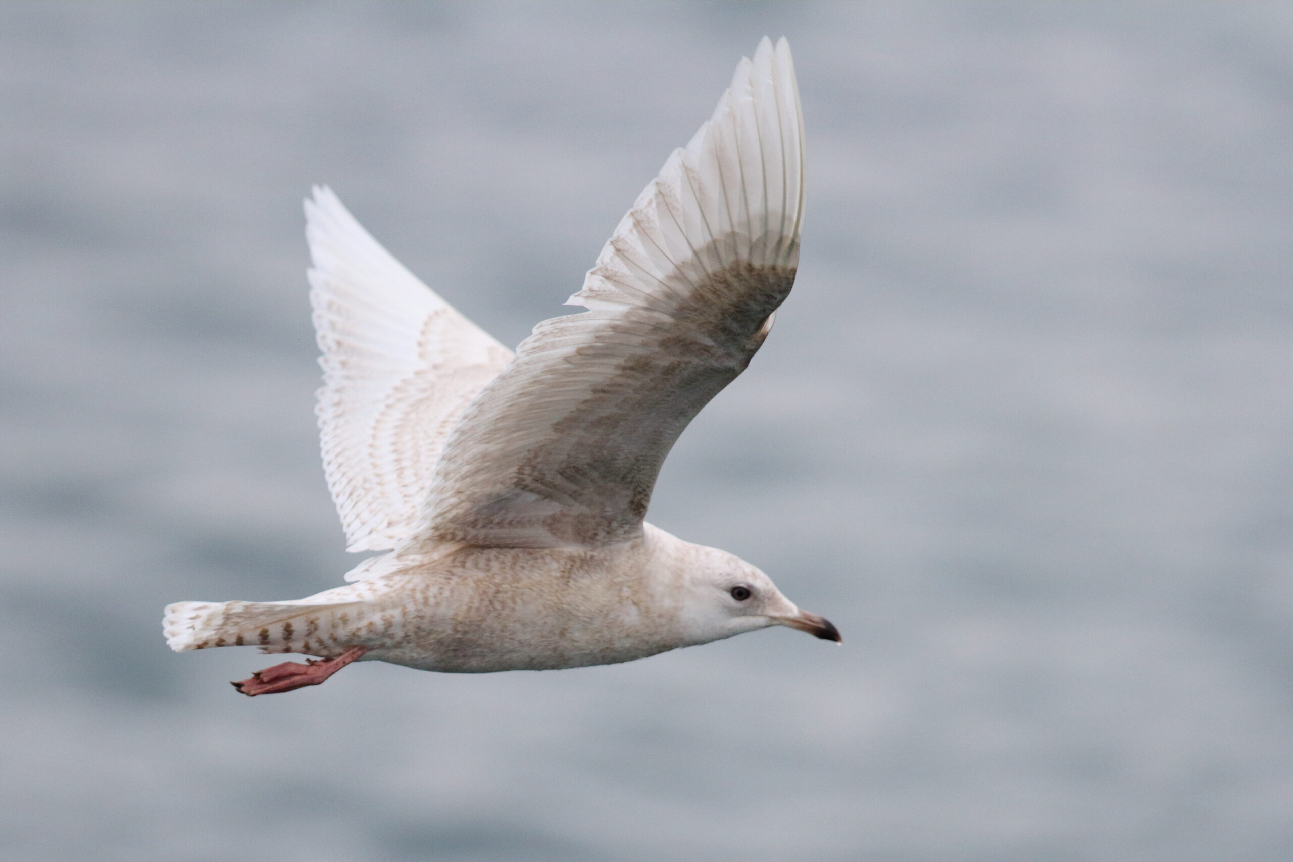 Iceland Gull. Isle of Man, February 2019 © Neil G Morris.