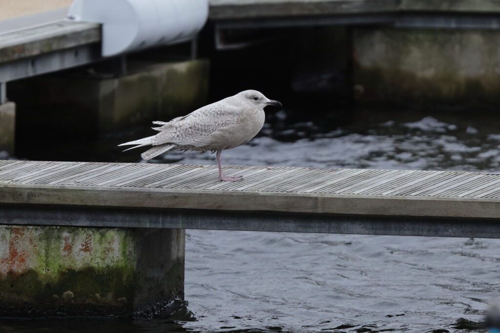Iceland Gull. Isle of Man, December 2023 © Neil G Morris.