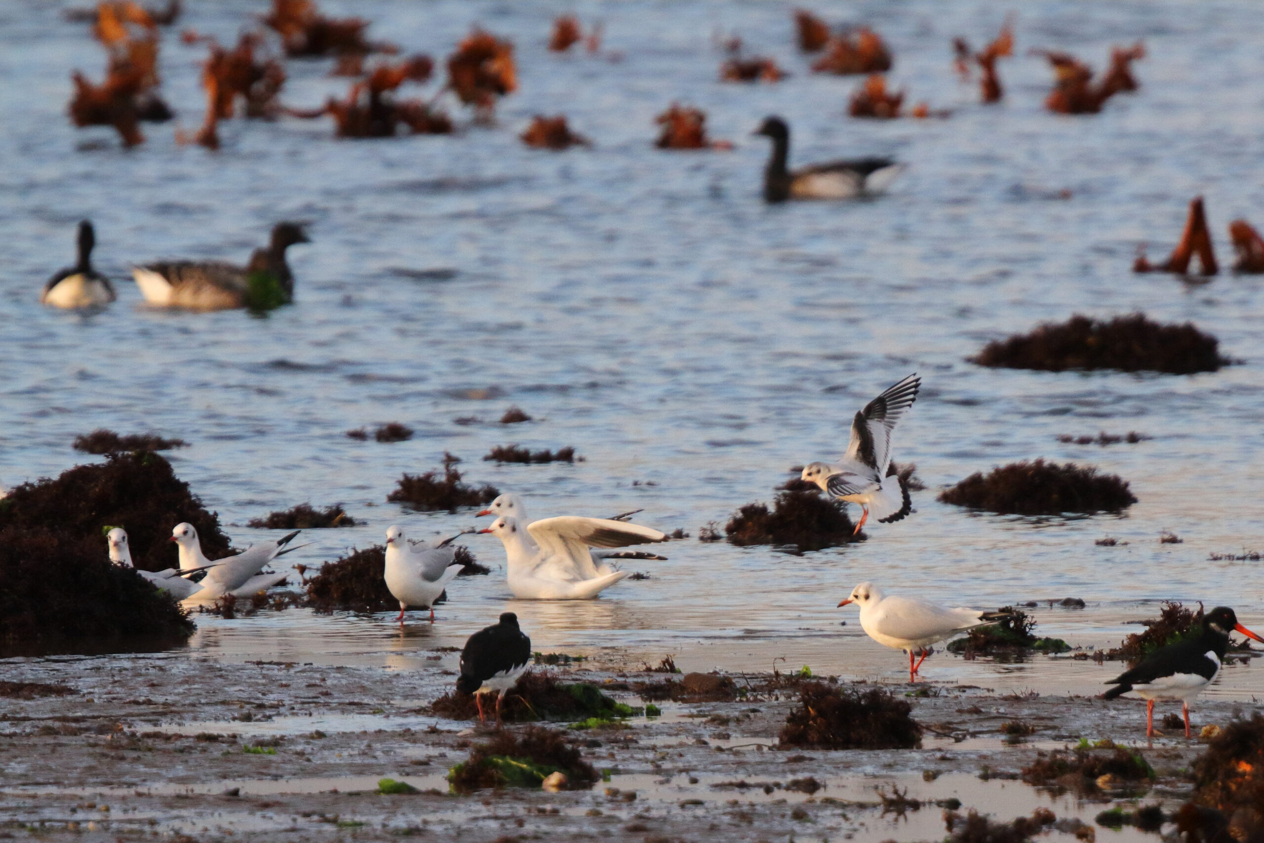 Little Gull. Isle of Man, October 2019 © Neil G Morris.