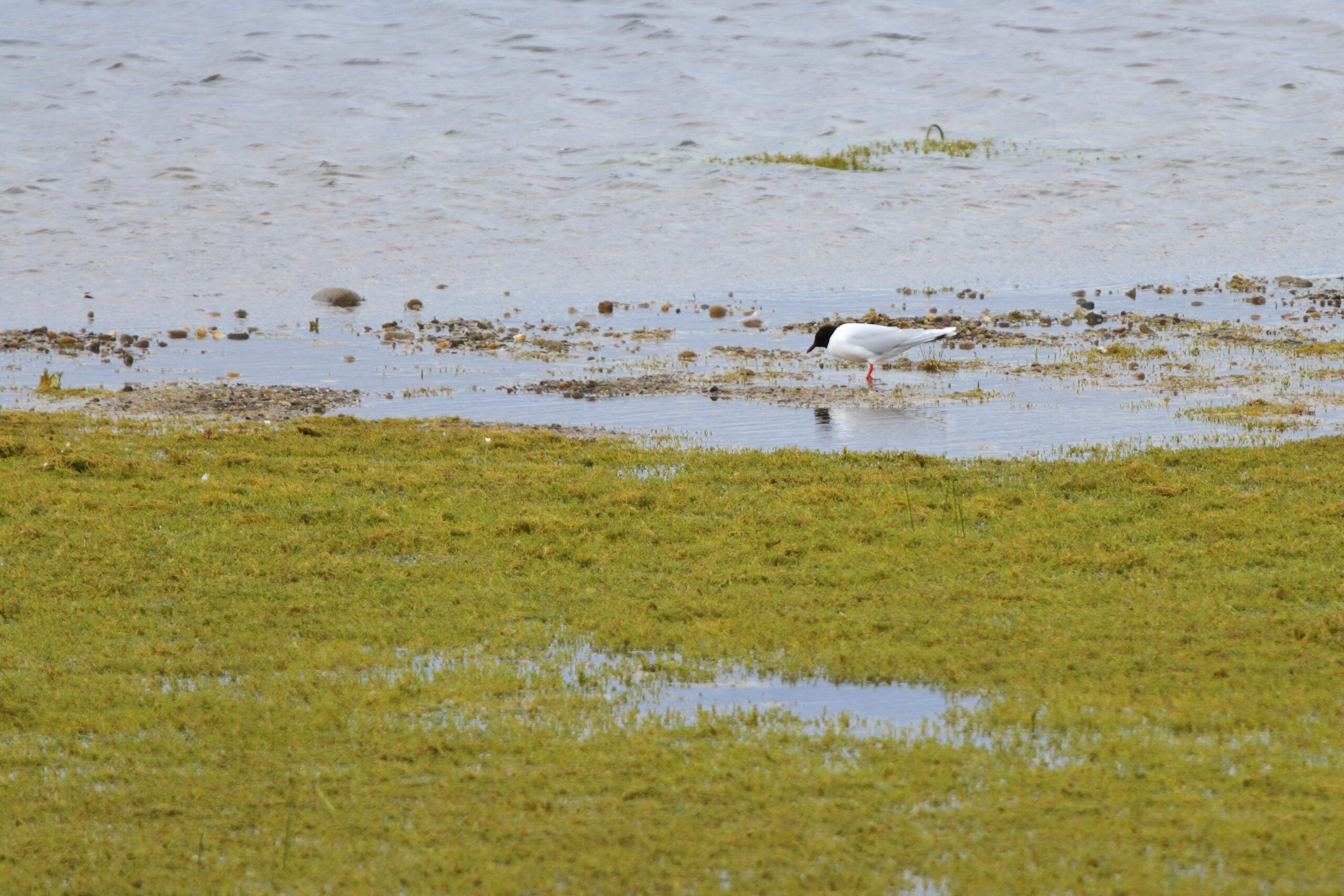Little Gull. Isle of Man, June 2021 © Neil G Morris.
