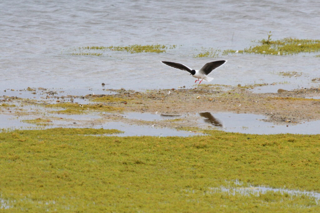 Little Gull. Isle of Man, June 2021 © Neil G Morris.