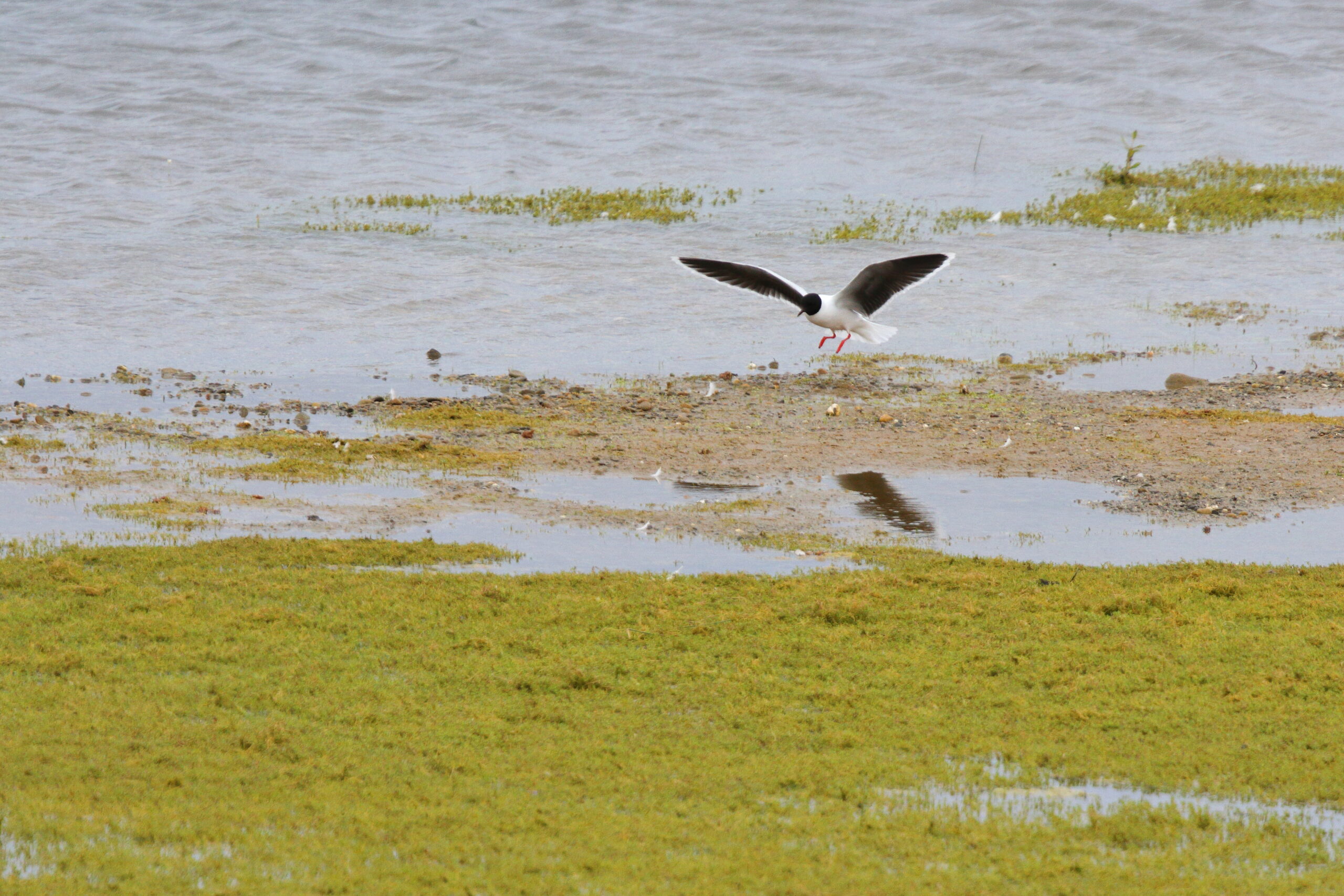 Little Gull. Isle of Man, June 2021 © Neil G Morris.
