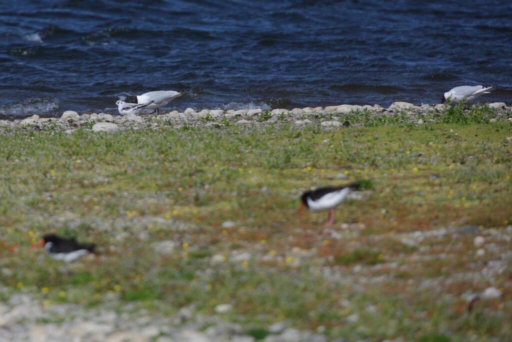 Little Gull. Isle of Man, June 2022 © Neil G Morris.
