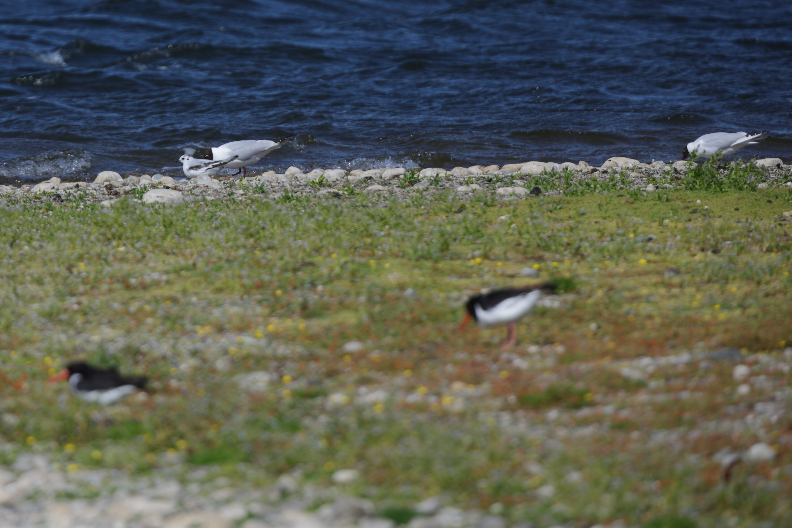 Little Gull. Isle of Man, June 2022 © Neil G Morris.