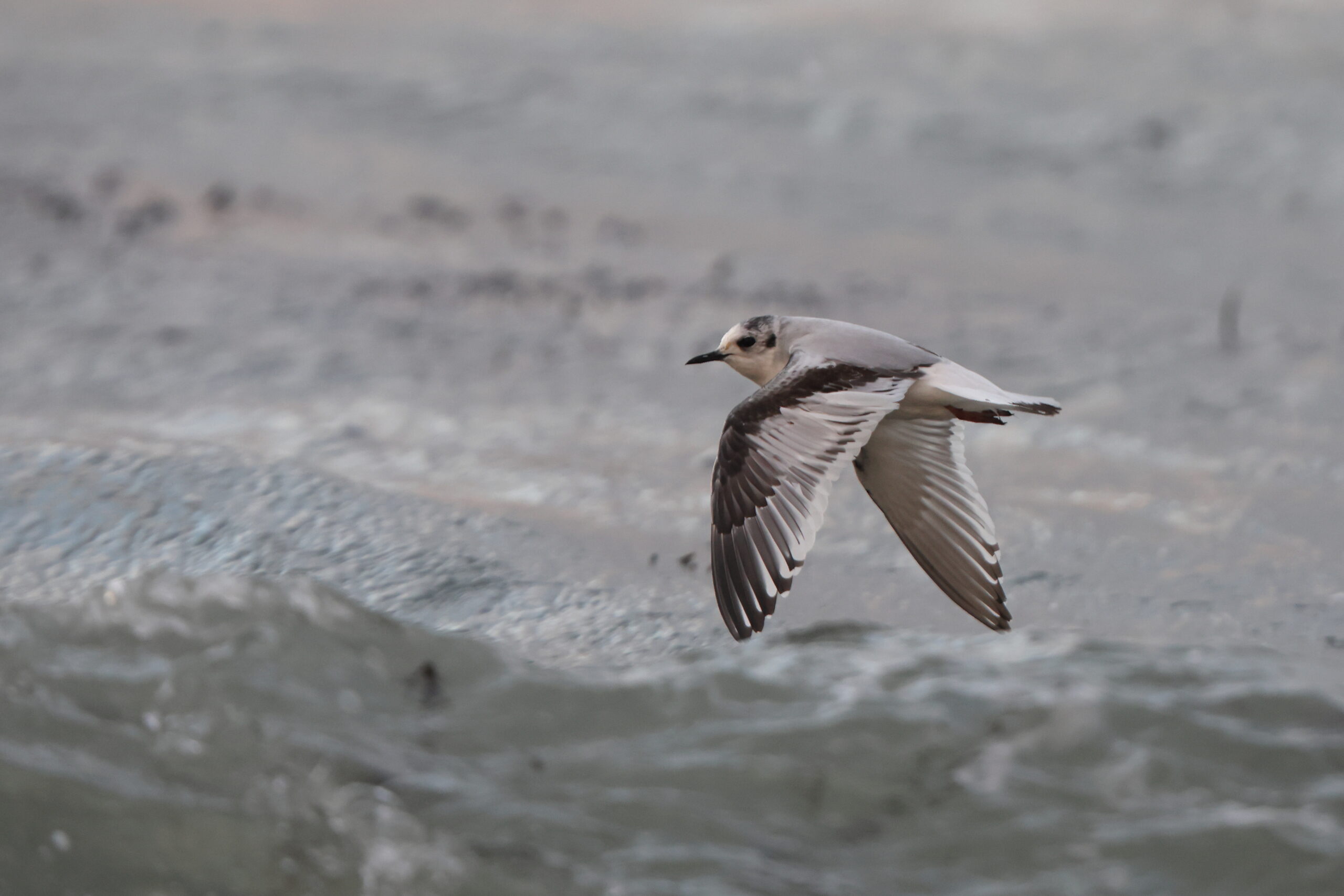 Little Gull. Isle of Man, November 2022 © Neil G Morris.
