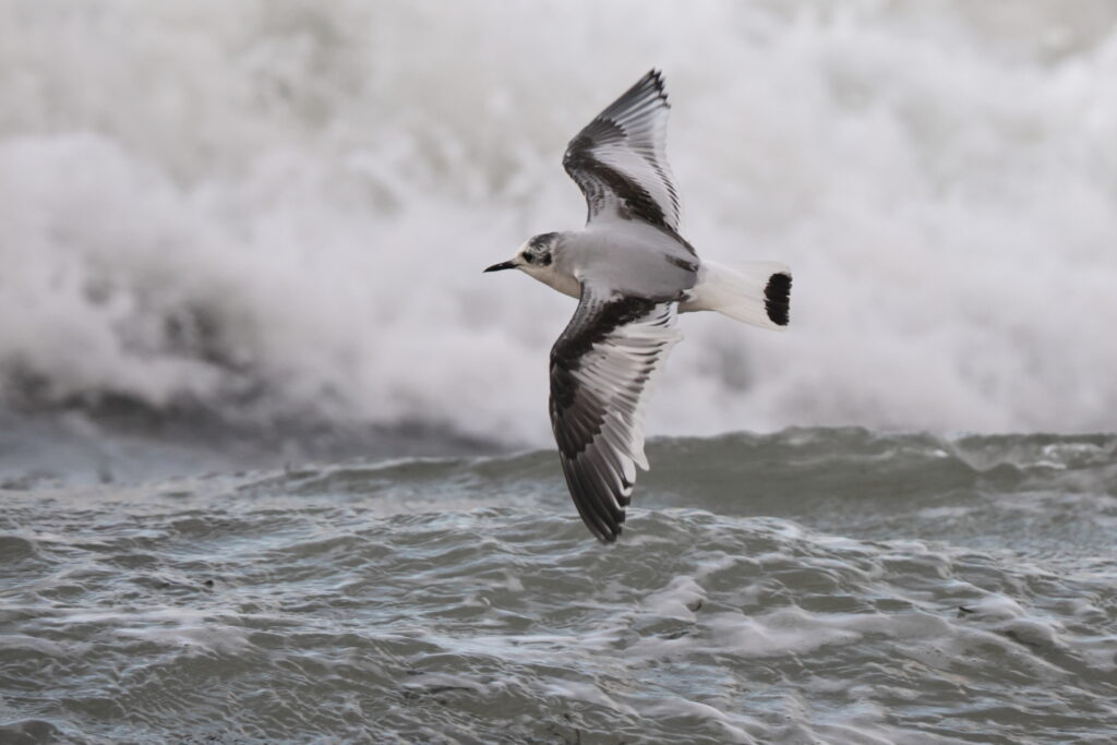 Little Gull. Isle of Man, November 2022 © Neil G Morris.