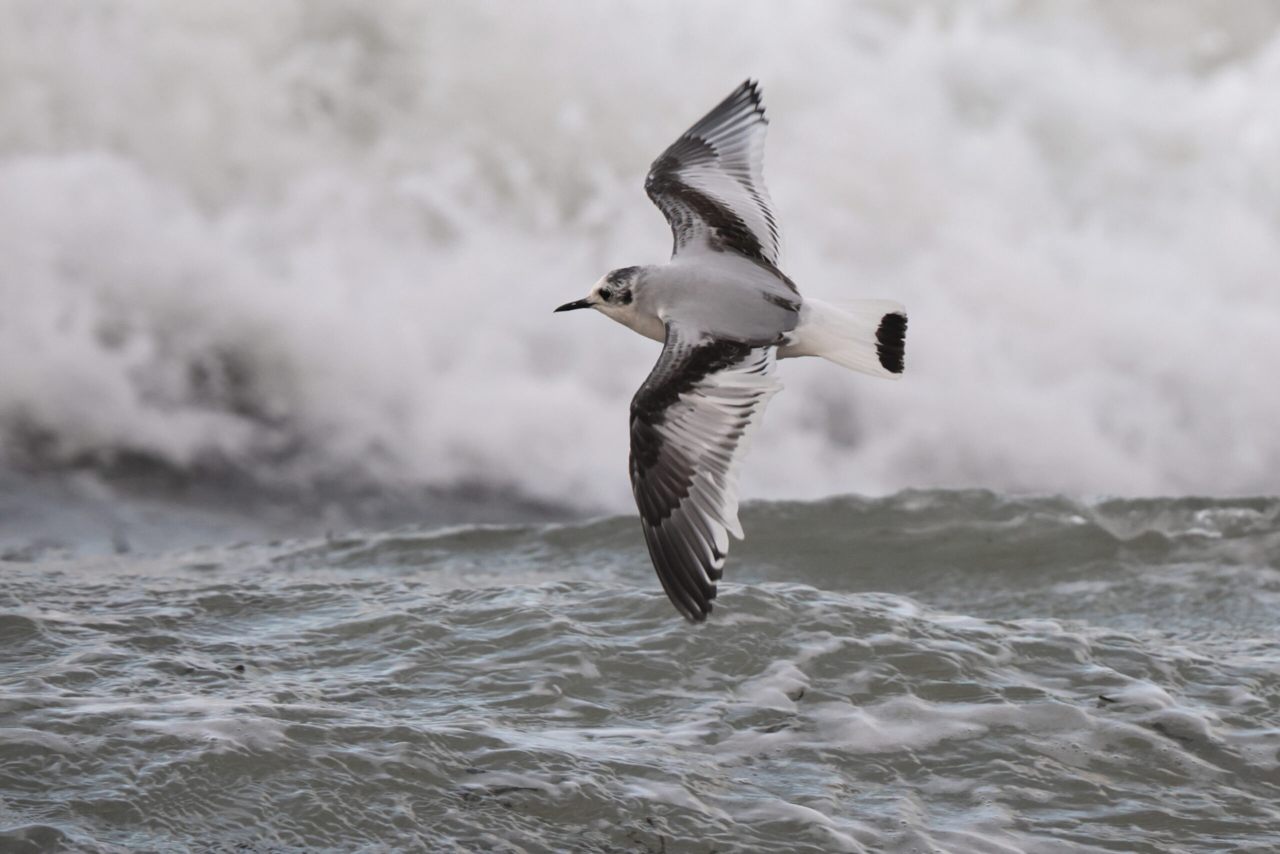 Little Gull. Isle of Man, November 2022 © Neil G Morris.