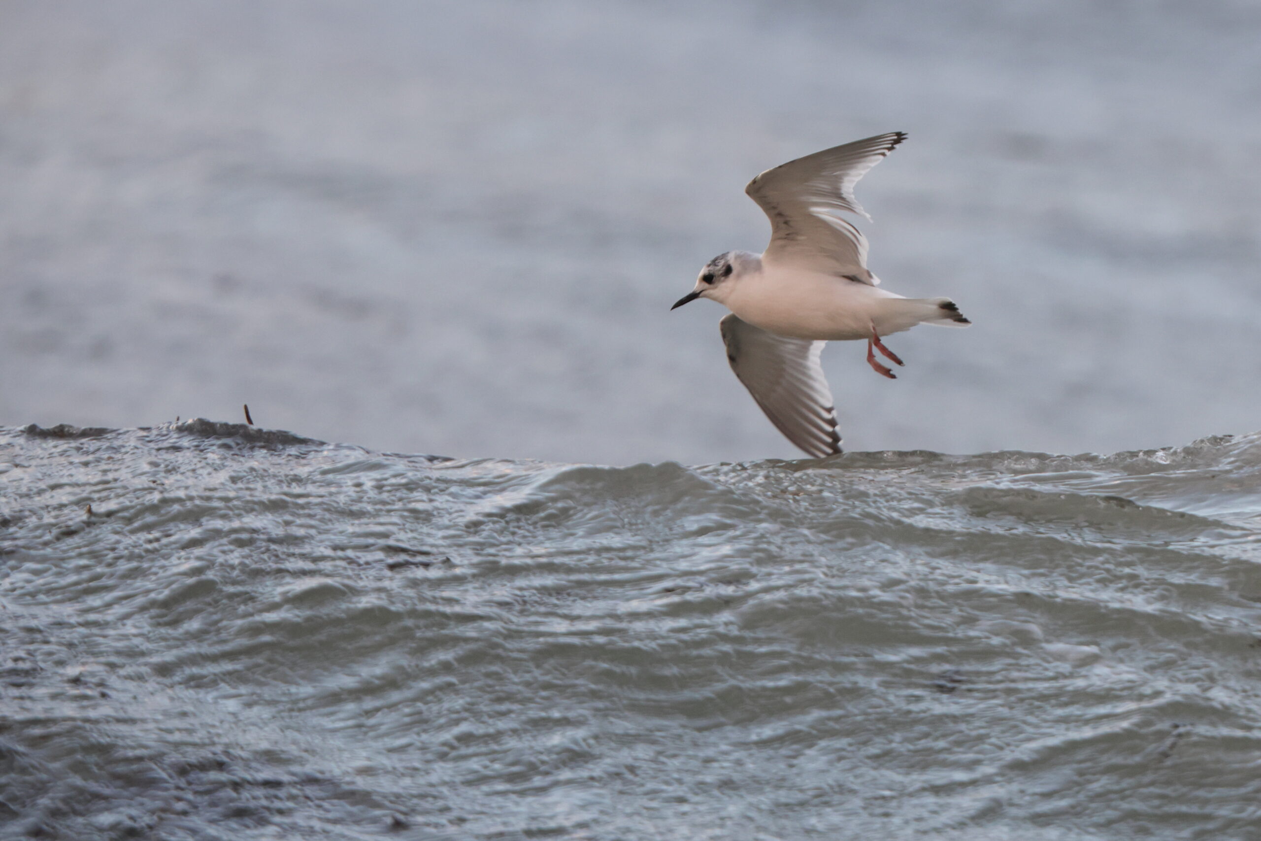 Little Gull. Isle of Man, November 2022 © Neil G Morris.