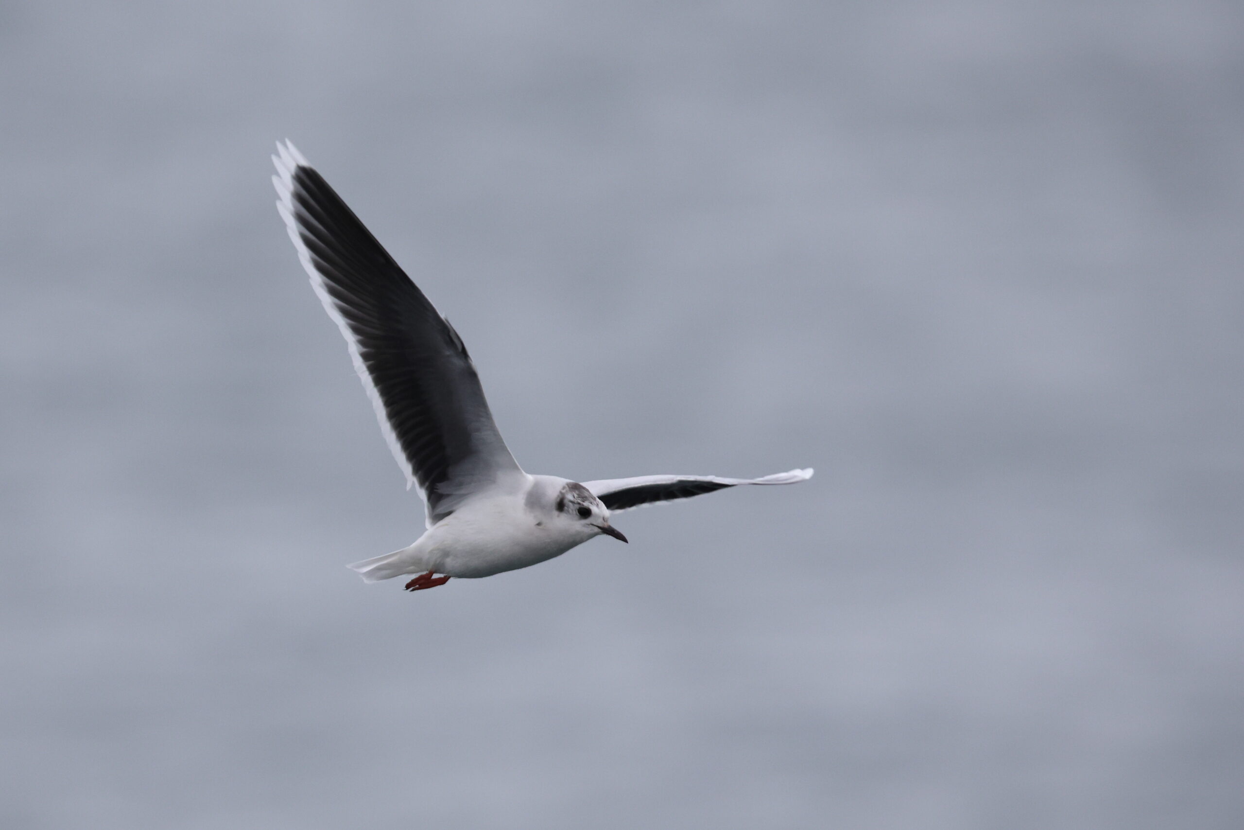 Little Gull. Isle of Man, February 2023 © Neil G Morris.