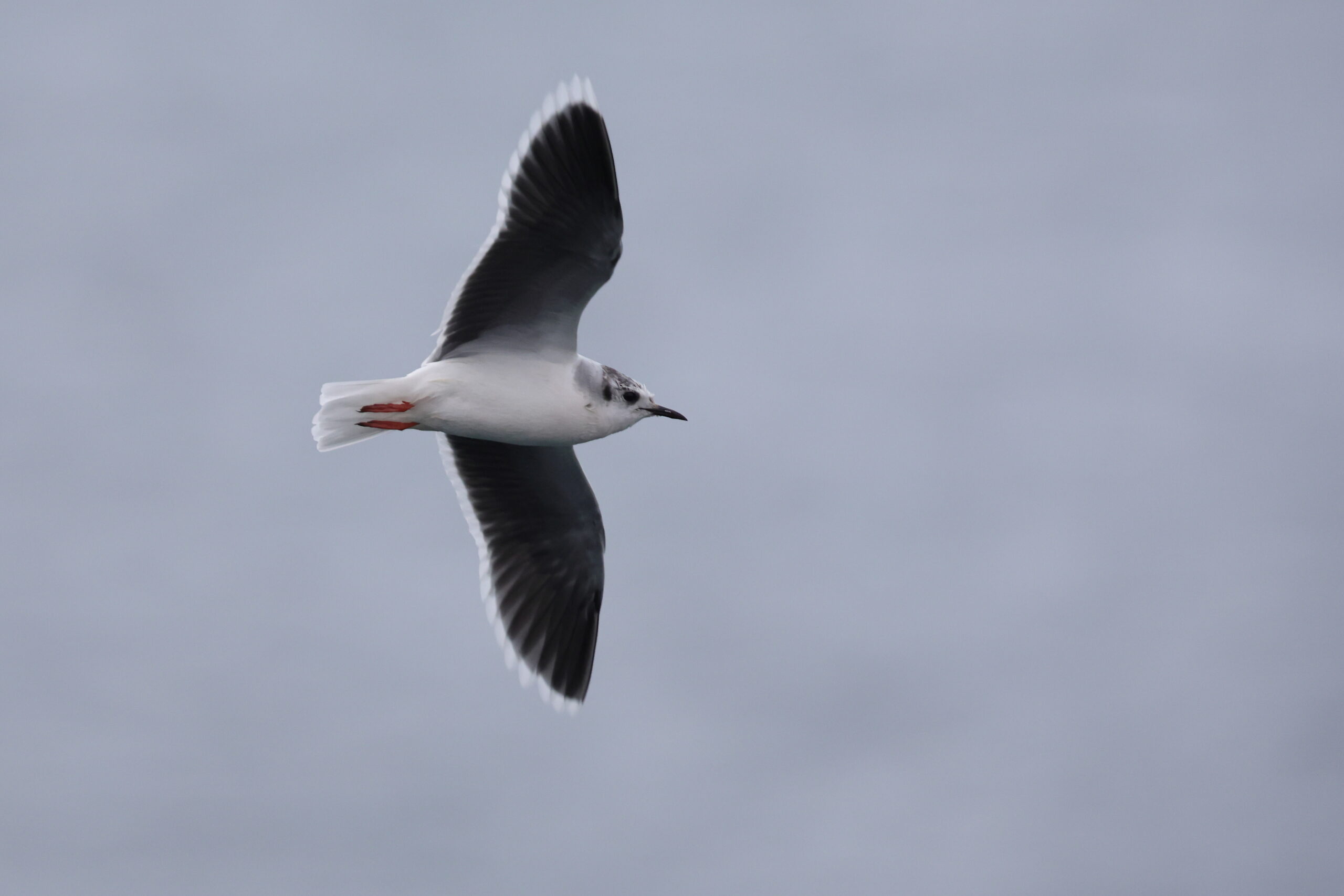 Little Gull. Isle of Man, February 2023 © Neil G Morris.