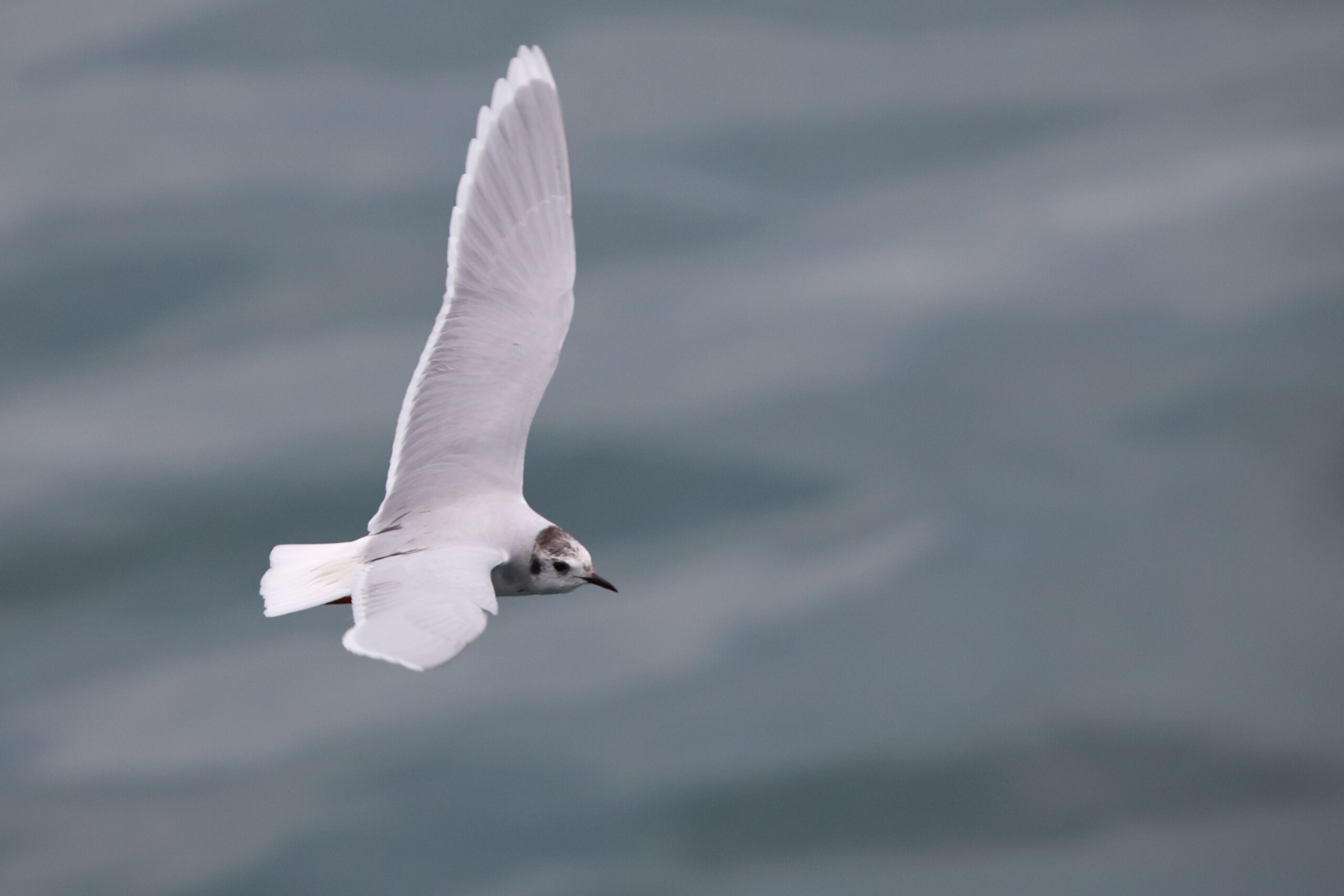 Little Gull. Isle of Man, February 2023 © Neil G Morris.