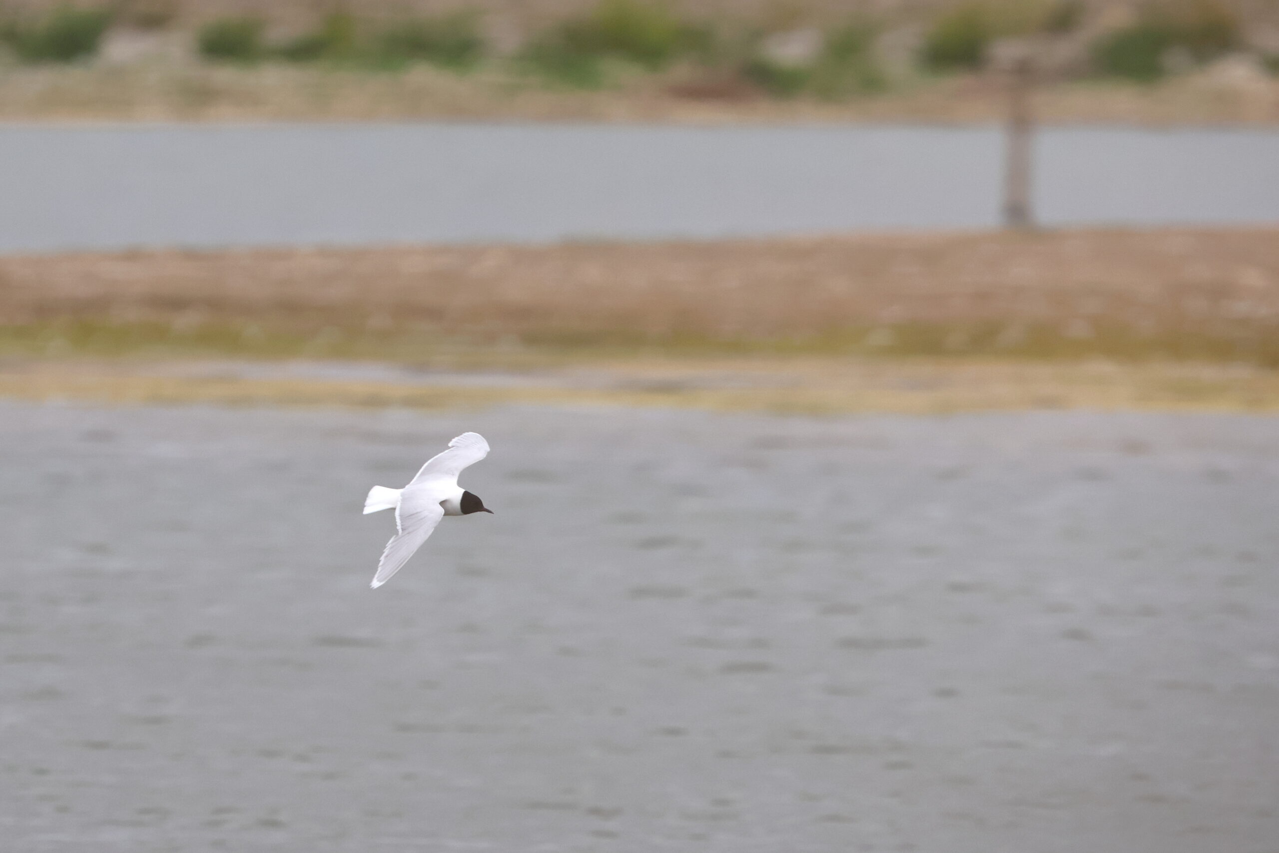 Little Gull. Isle of Man, July 2024 © Neil G Morris.