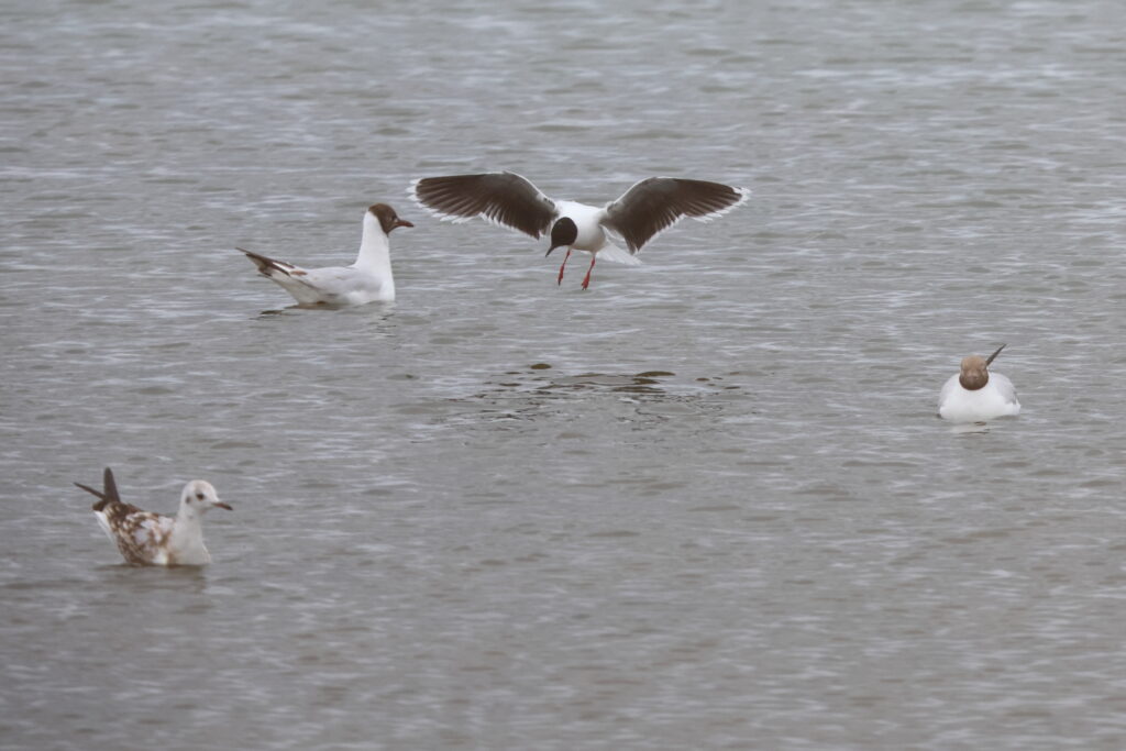 Little Gull. Isle of Man, July 2024 © Neil G Morris.