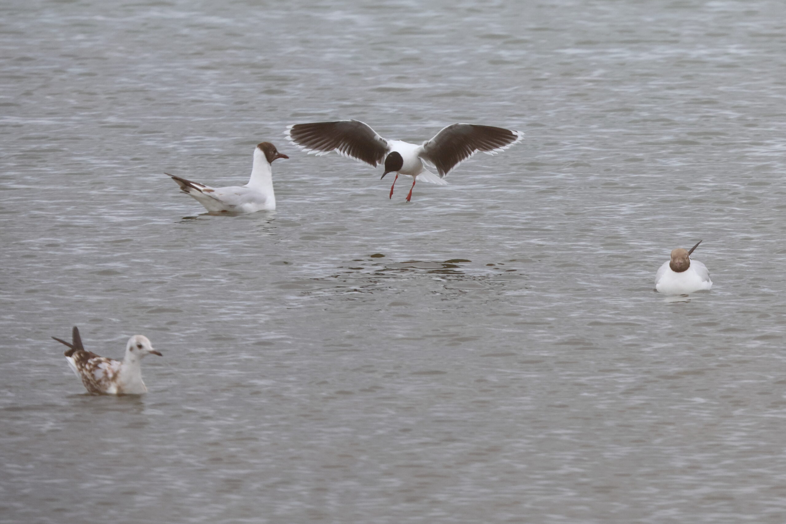 Little Gull. Isle of Man, July 2024 © Neil G Morris.