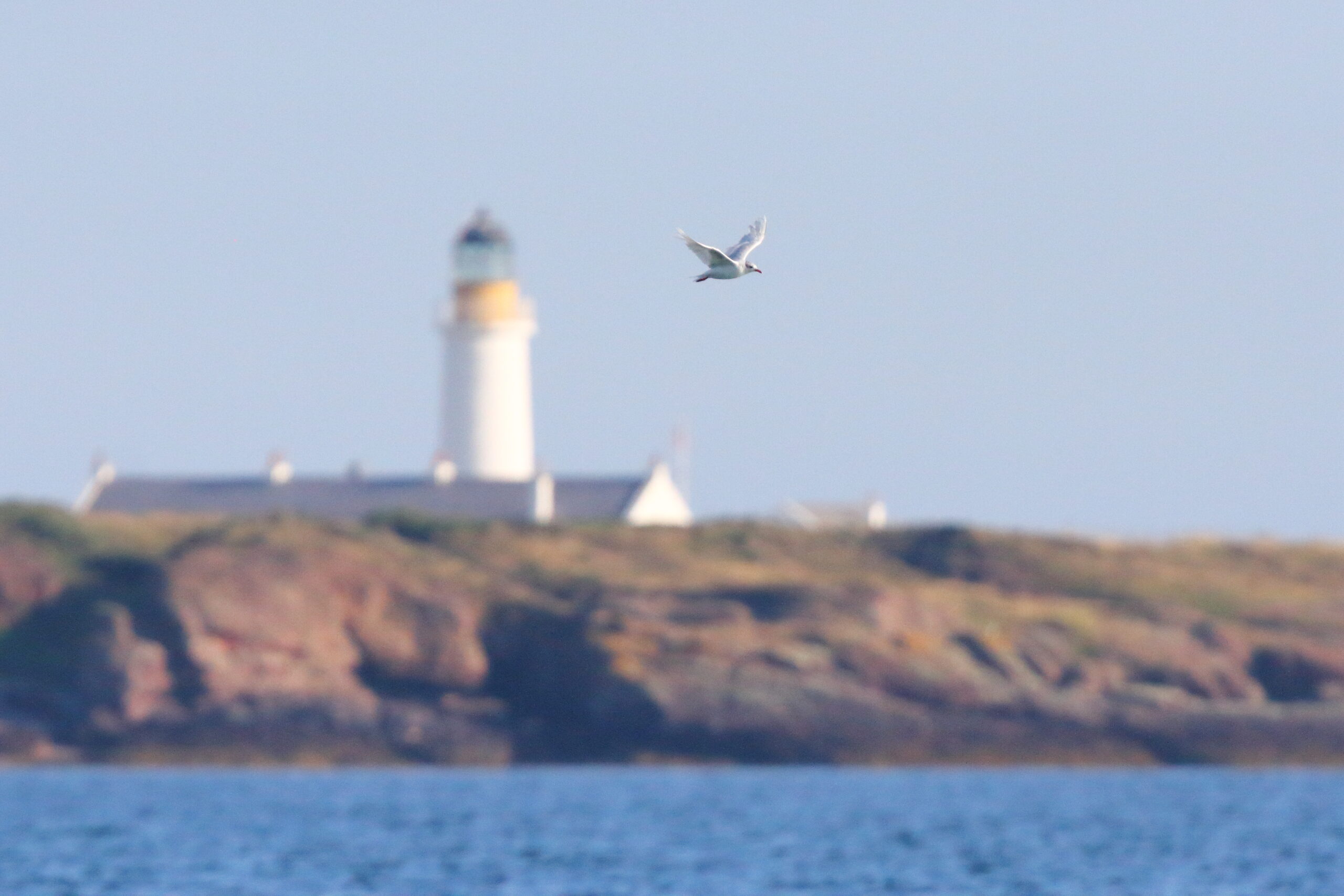 Mediterranean Gull. Isle of Man, August 2018 © Neil G Morris.