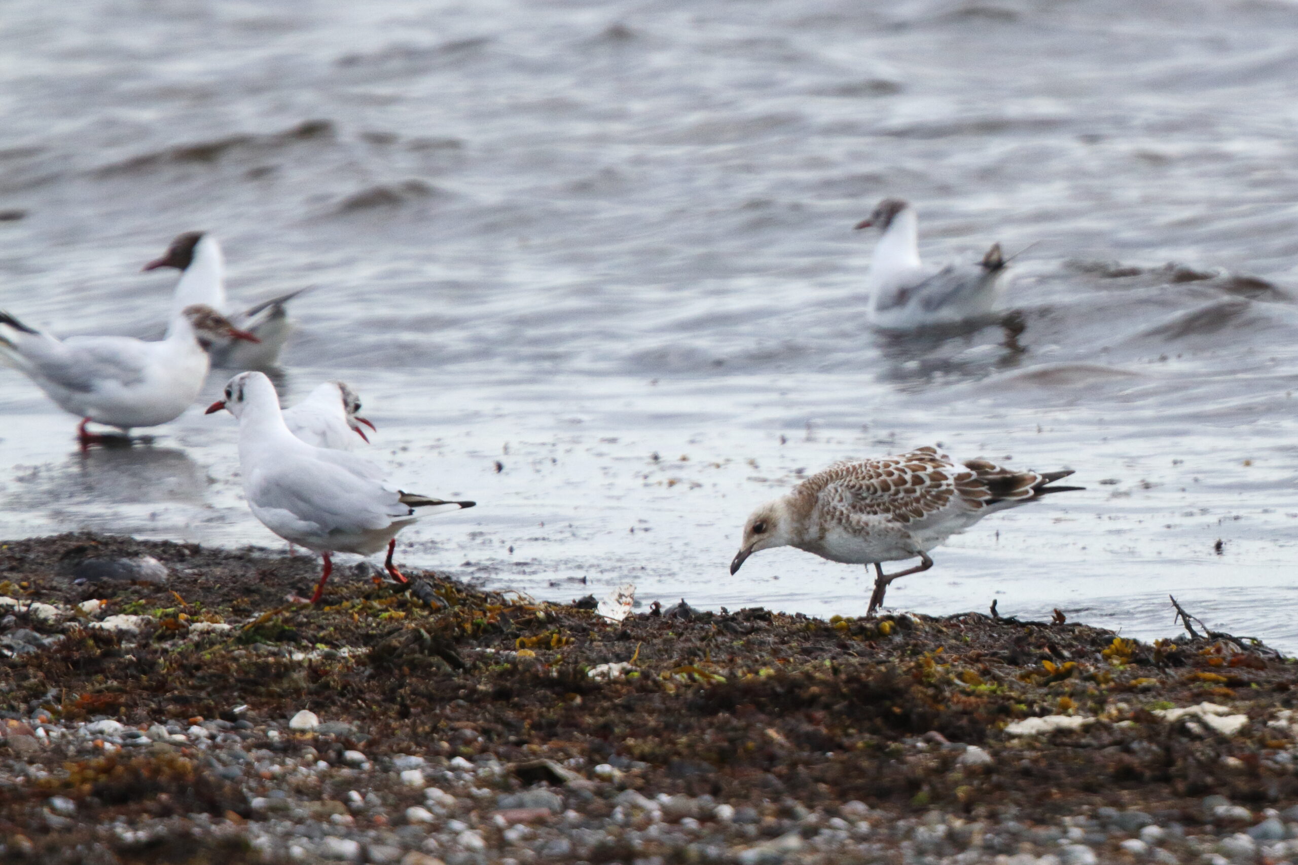 Mediterranean Gull. Isle of Man, July 2020 © Neil G Morris.