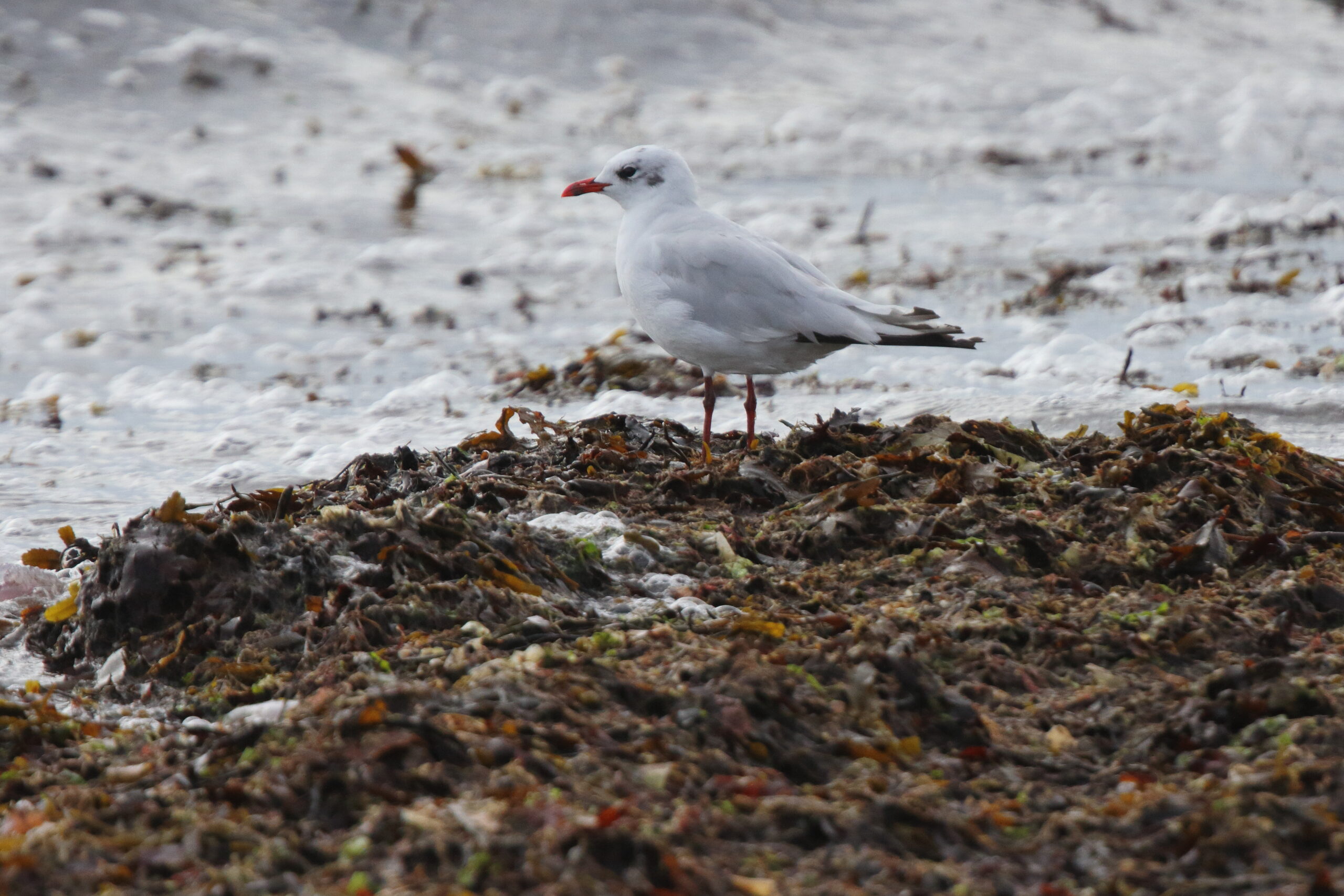 Mediterranean Gull. Isle of Man, July 2020 © Neil G Morris.
