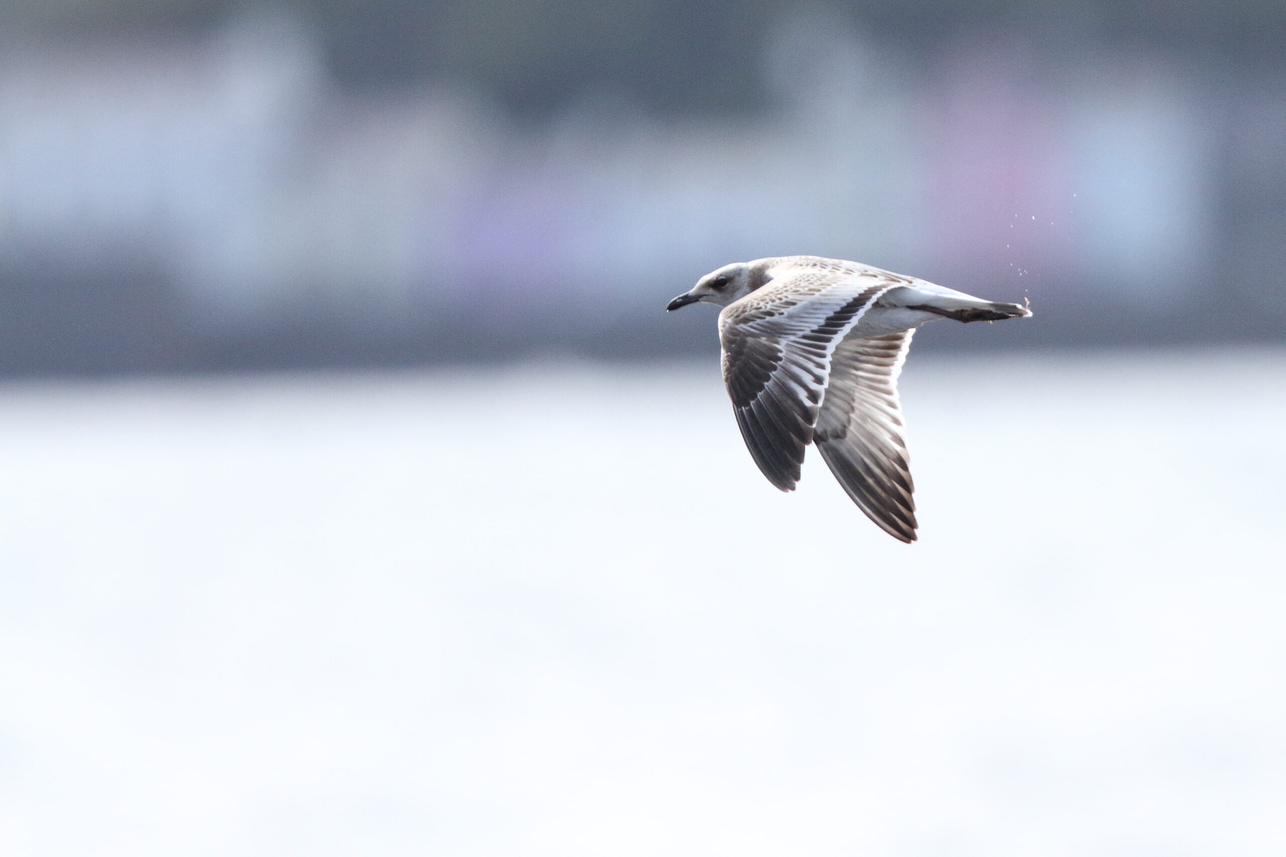 Mediterranean Gull. Isle of Man, July 2020 © Neil G Morris.