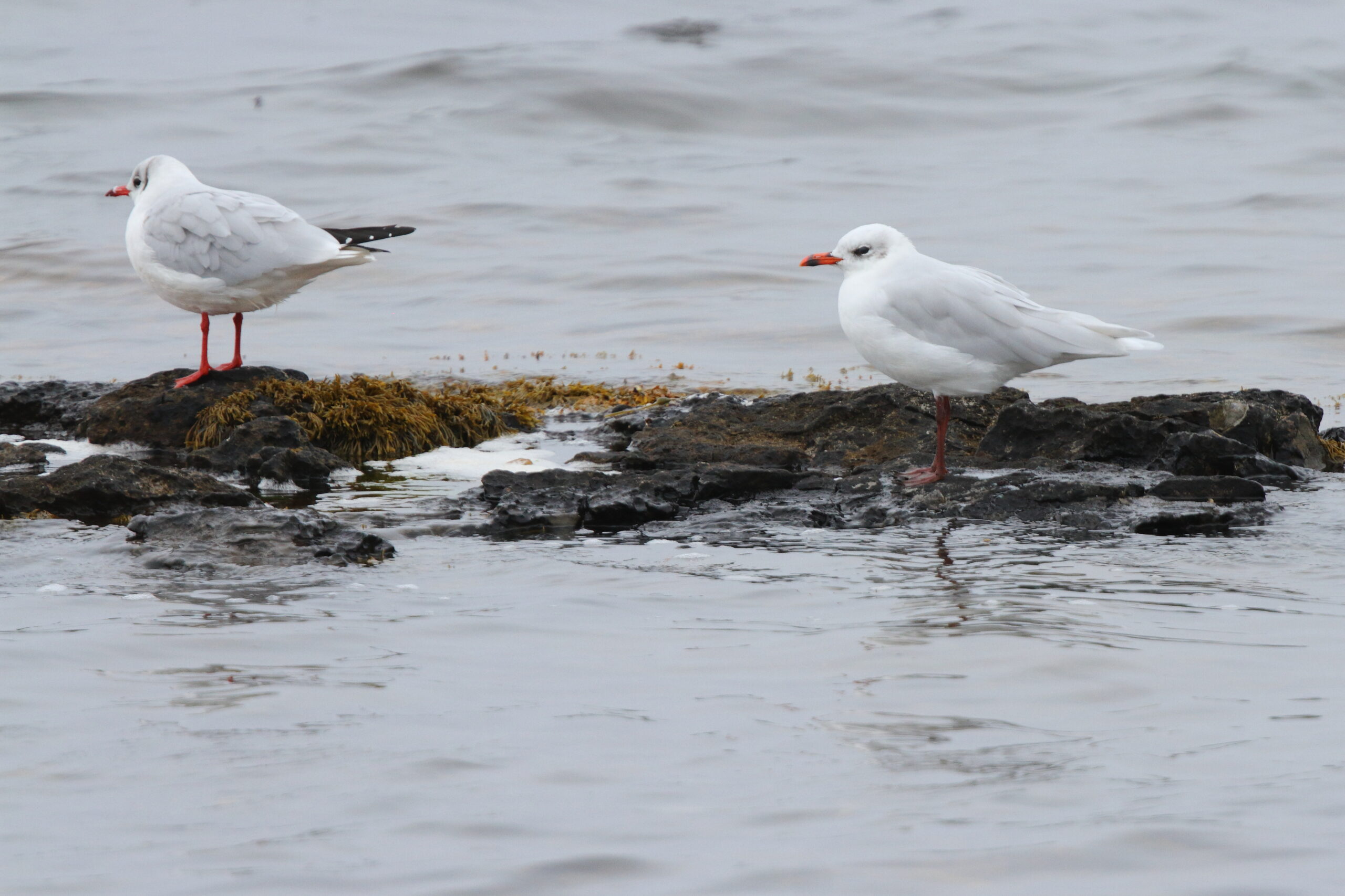 Mediterranean Gull. Isle of Man, September 2021 © Neil G Morris.