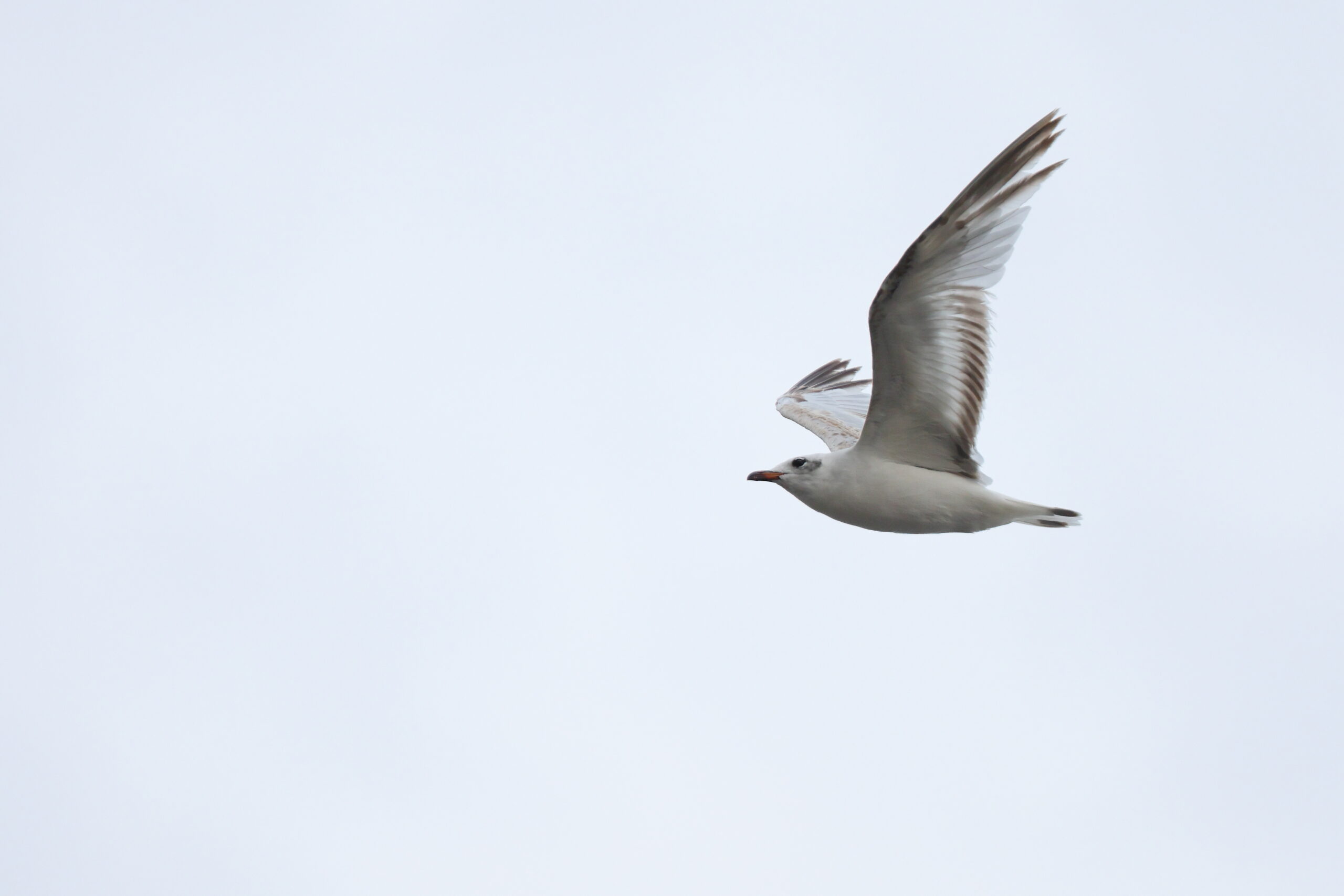 Mediterranean Gull. Isle of Man, July 2022 © Neil G Morris.