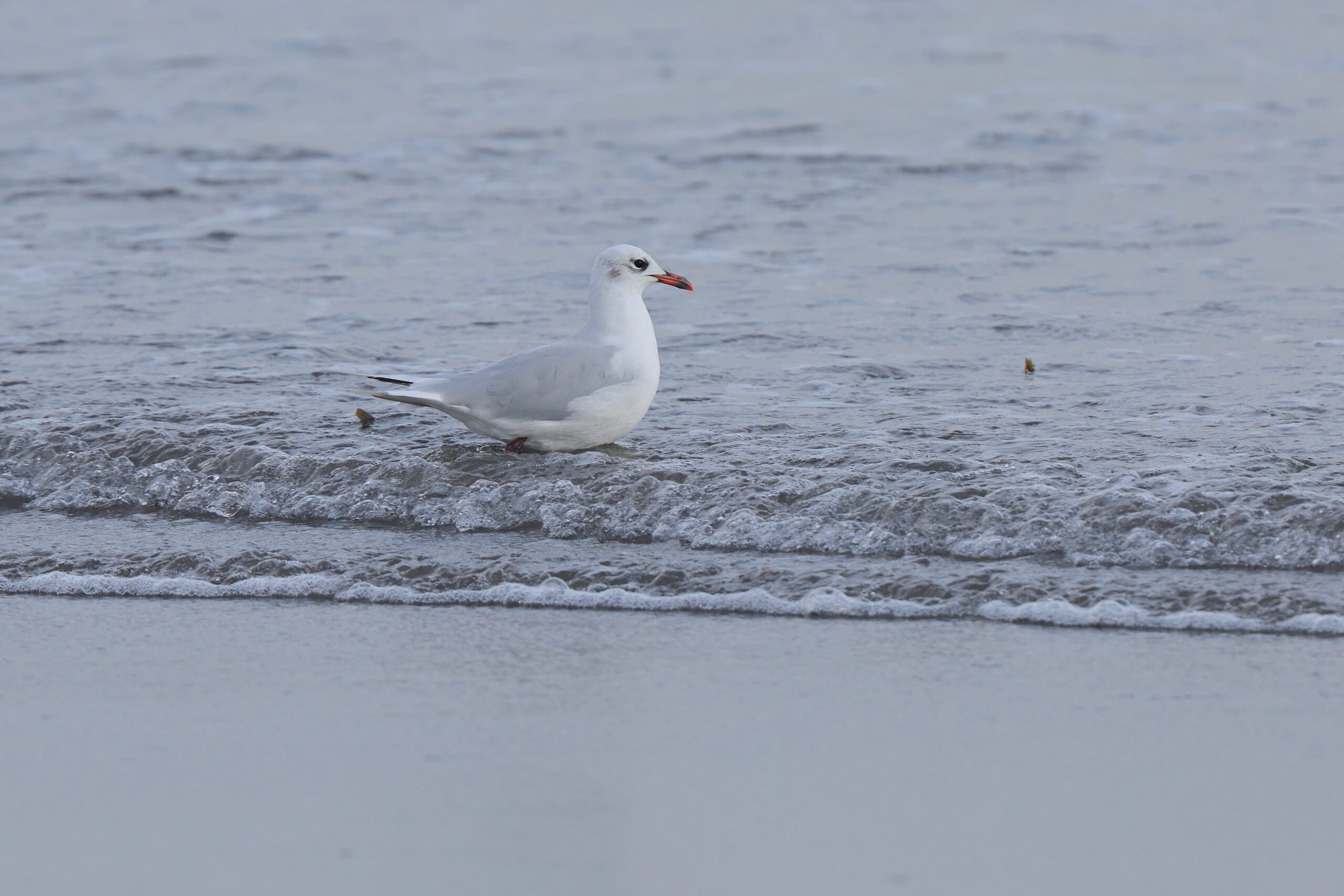 Mediterranean Gull. Isle of Man, August 2022 © Neil G Morris.