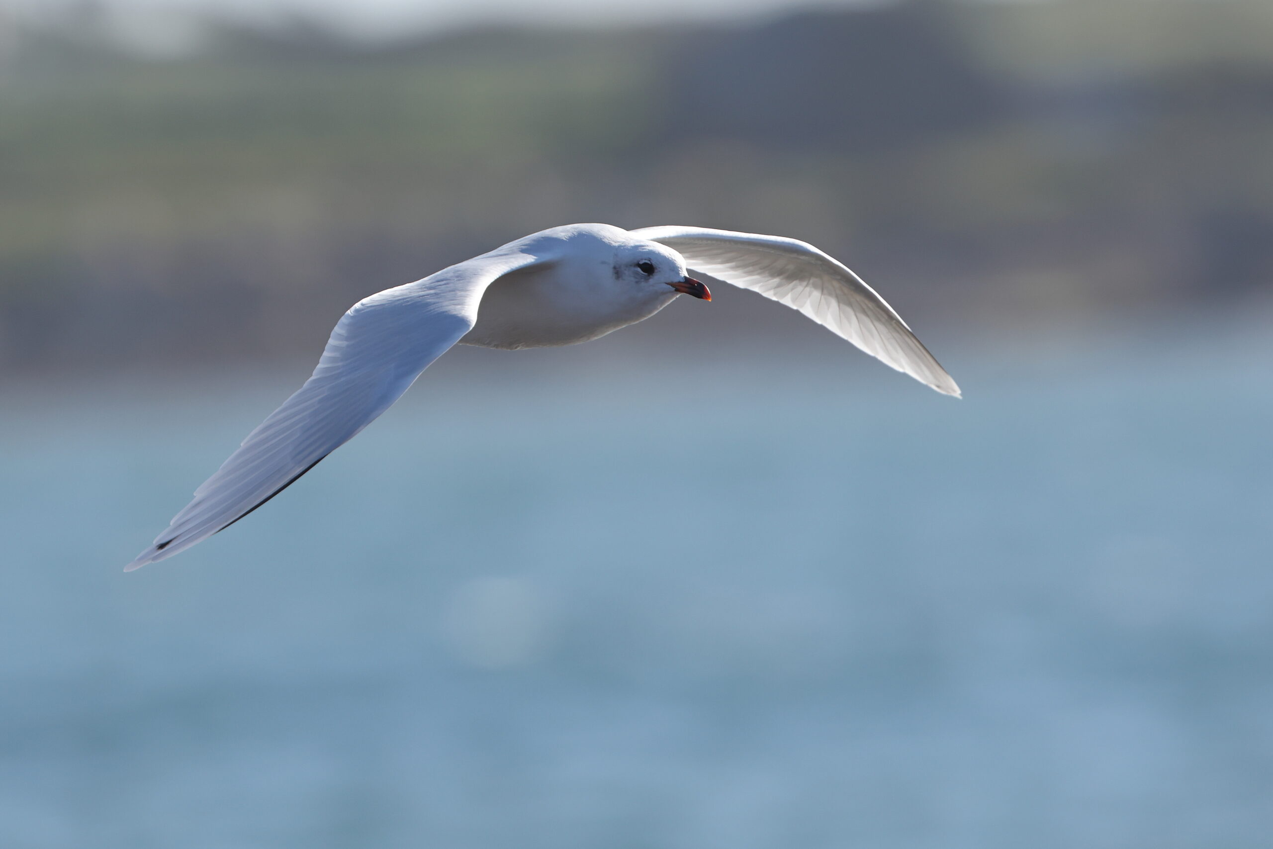 Mediterranean Gull. Isle of Man, October 2022 © Neil G Morris.