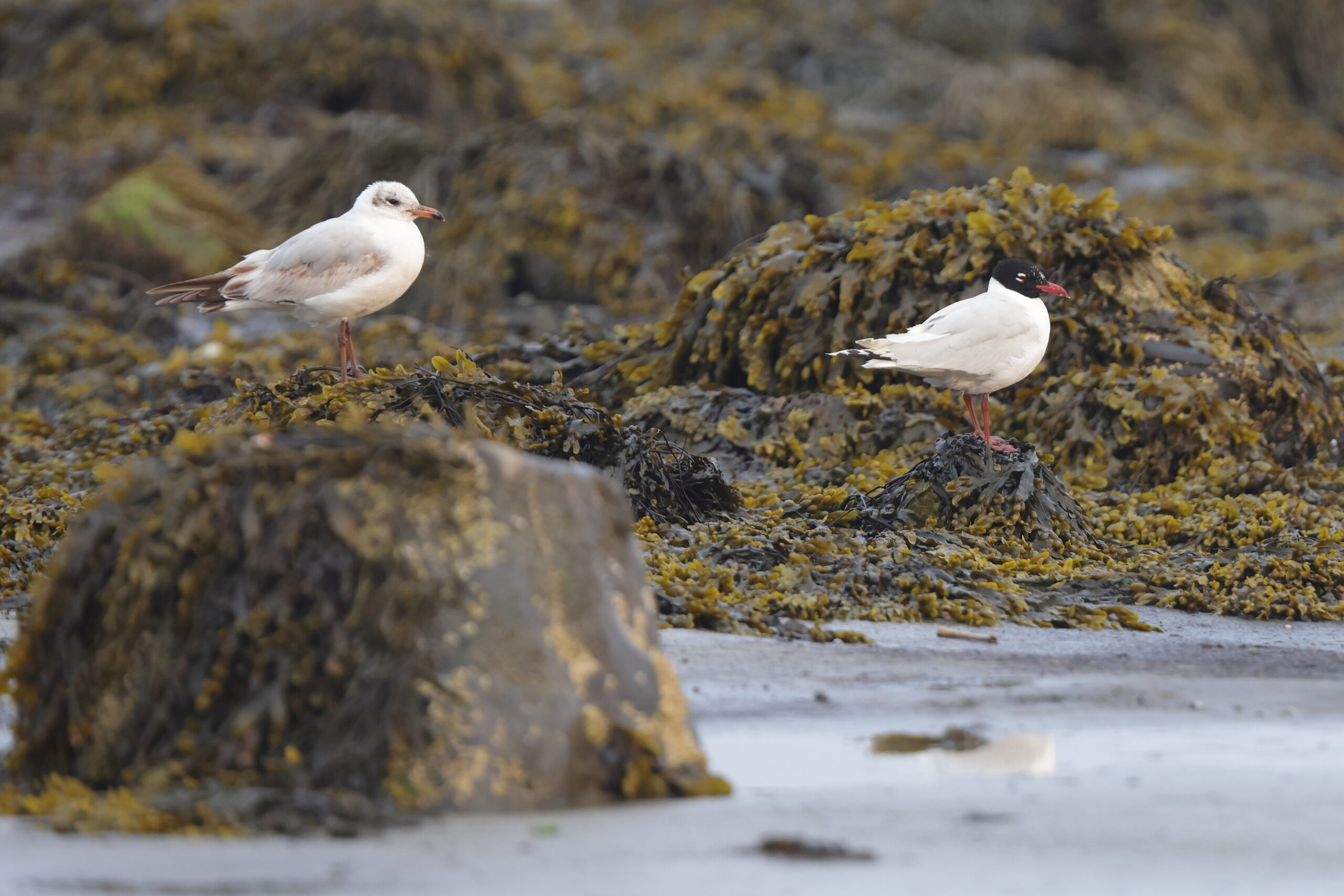 Mediterranean Gull. Isle of Man, June 2023 © Neil G Morris.