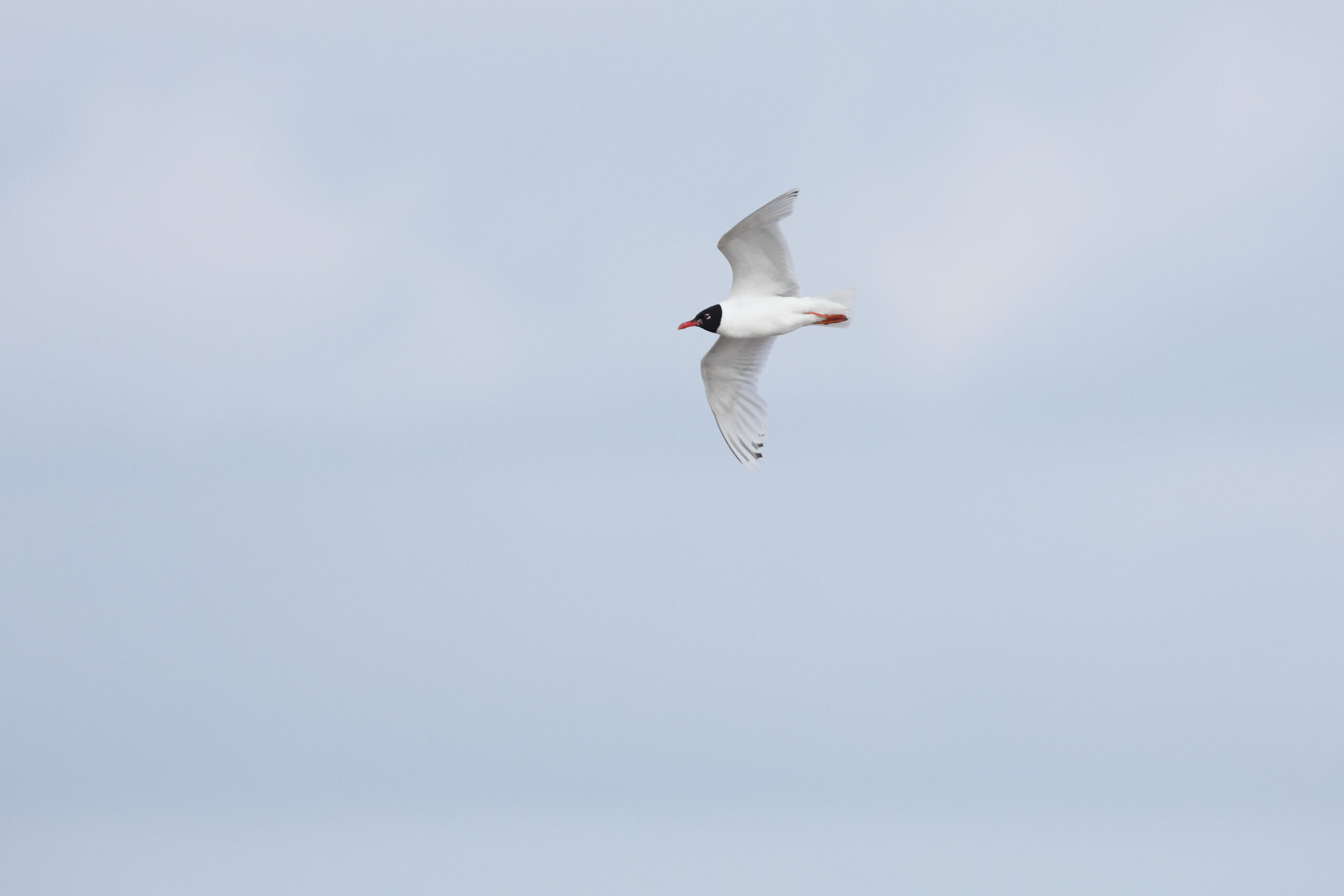 Mediterranean Gull. Isle of Man, July 2023 © Neil G Morris.
