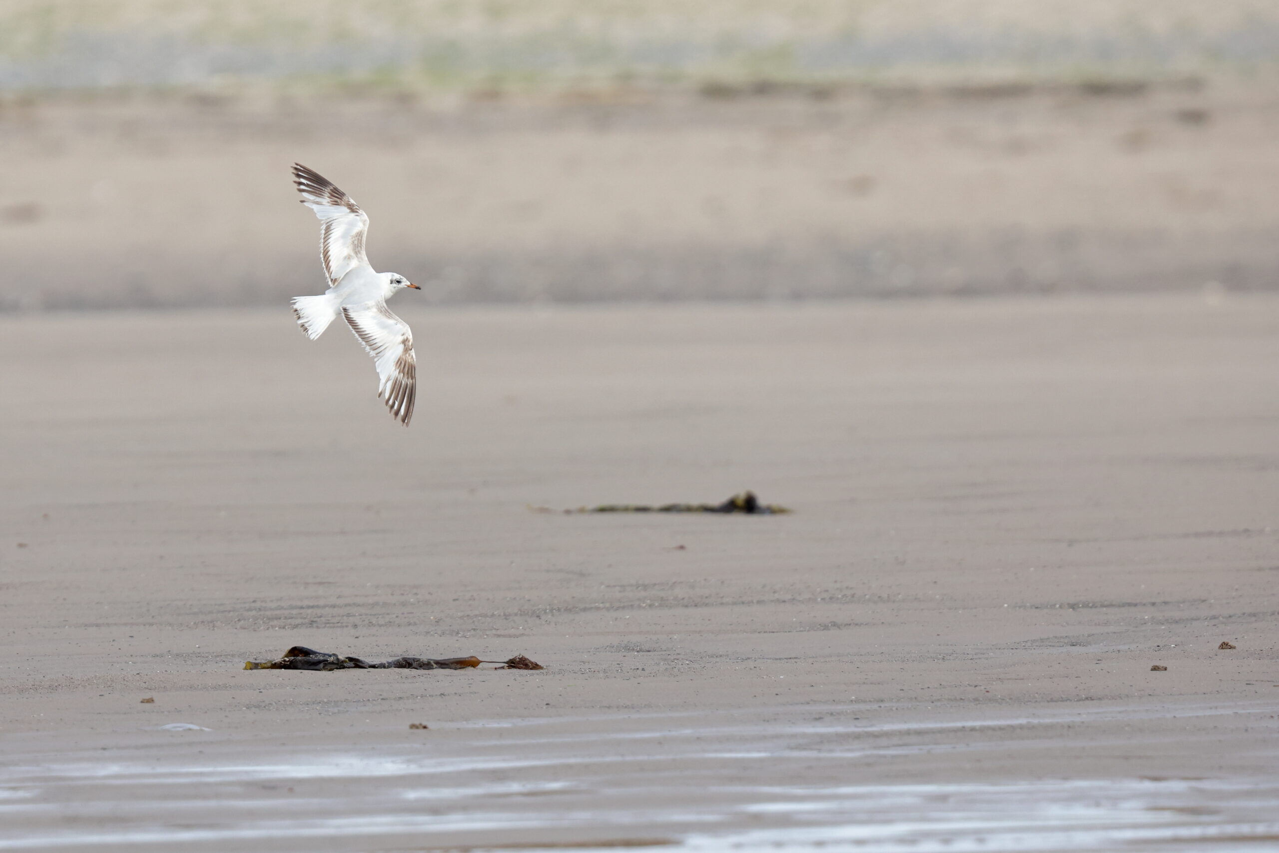 Mediterranean Gull. Isle of Man, July 2023 © Neil G Morris.