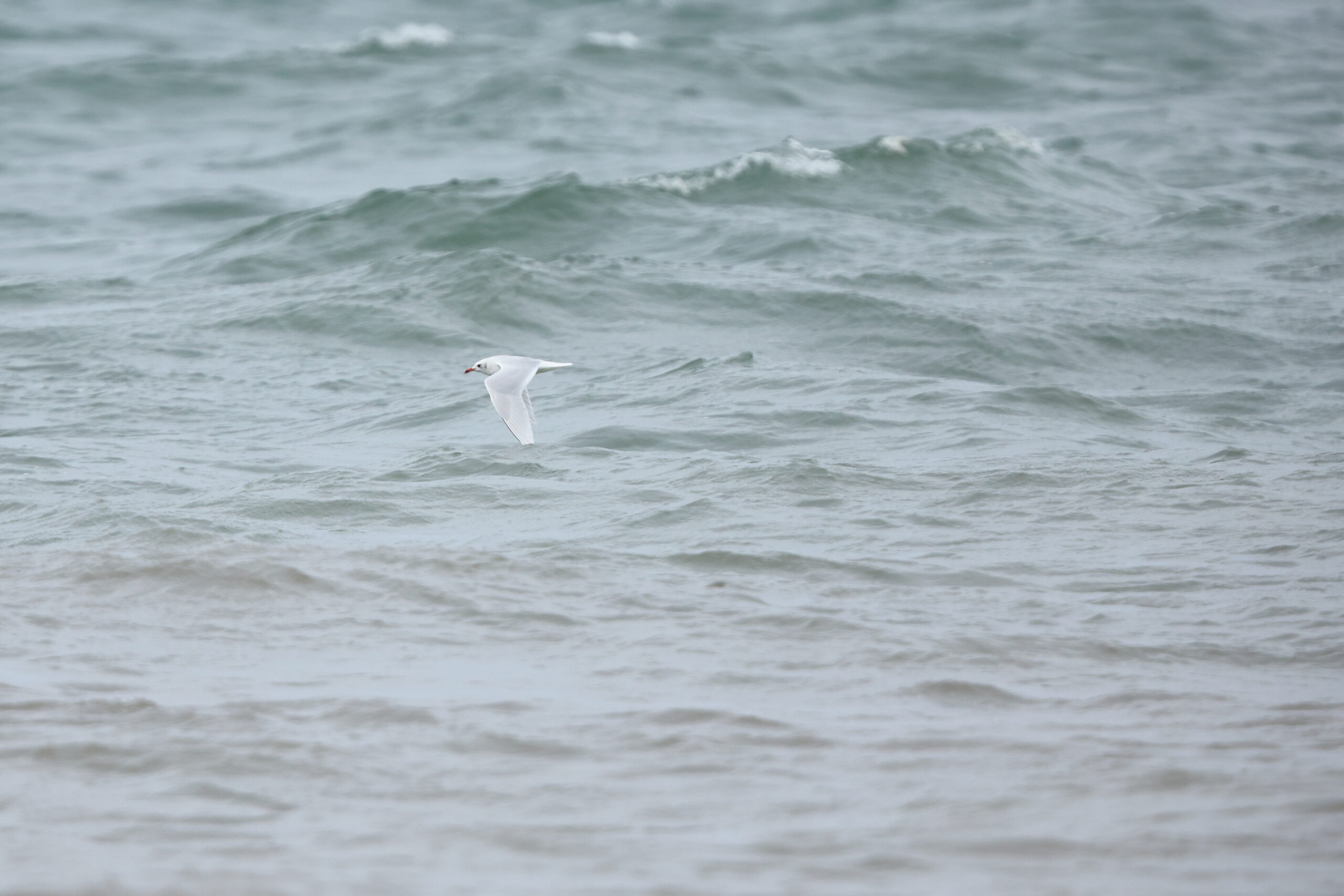 Mediterranean Gull. Isle of Man, October 2023 © Neil G Morris.
