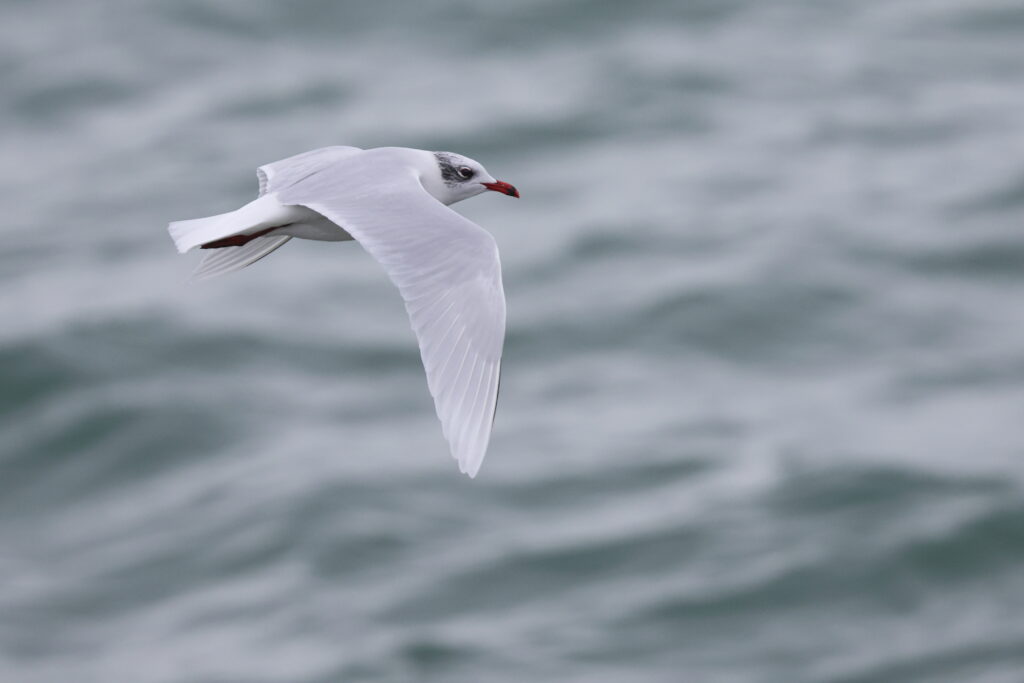 Mediterranean Gull. Isle of Man, February 2024 © Neil G Morris.