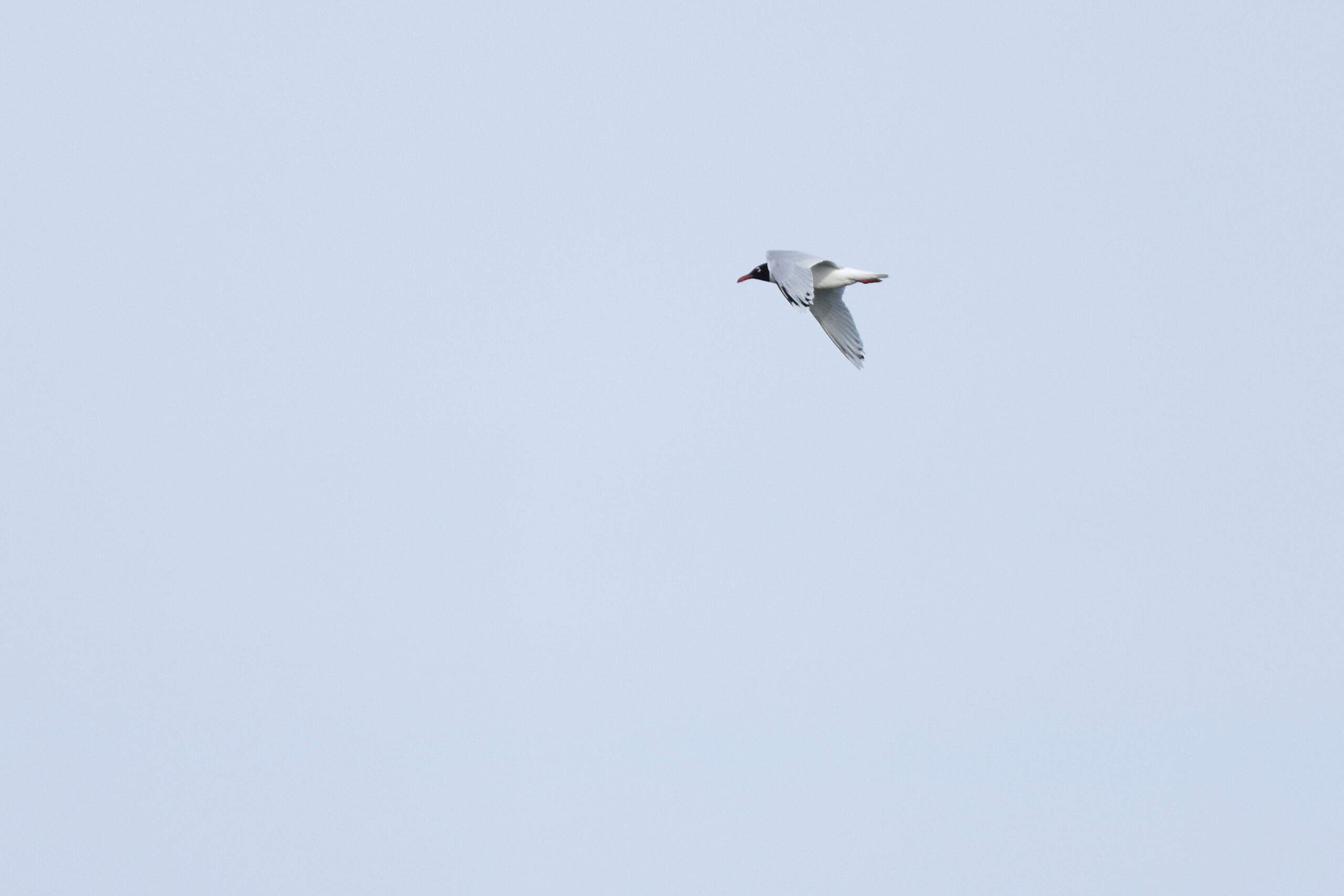 Mediterranean Gull. Isle of Man, May 2024 © Neil G Morris.
