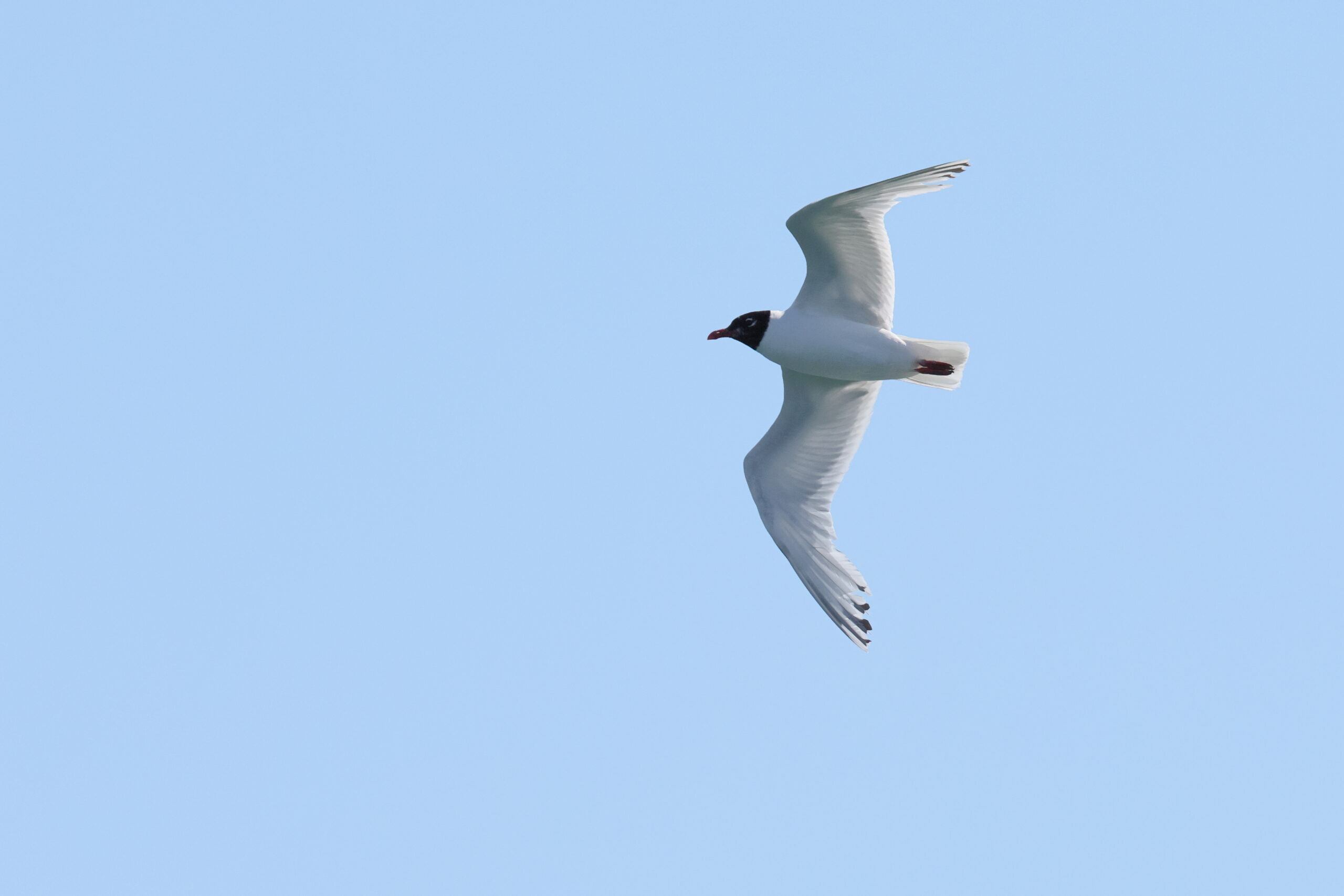 Mediterranean Gull. Isle of Man, July 2024 © Neil G Morris.