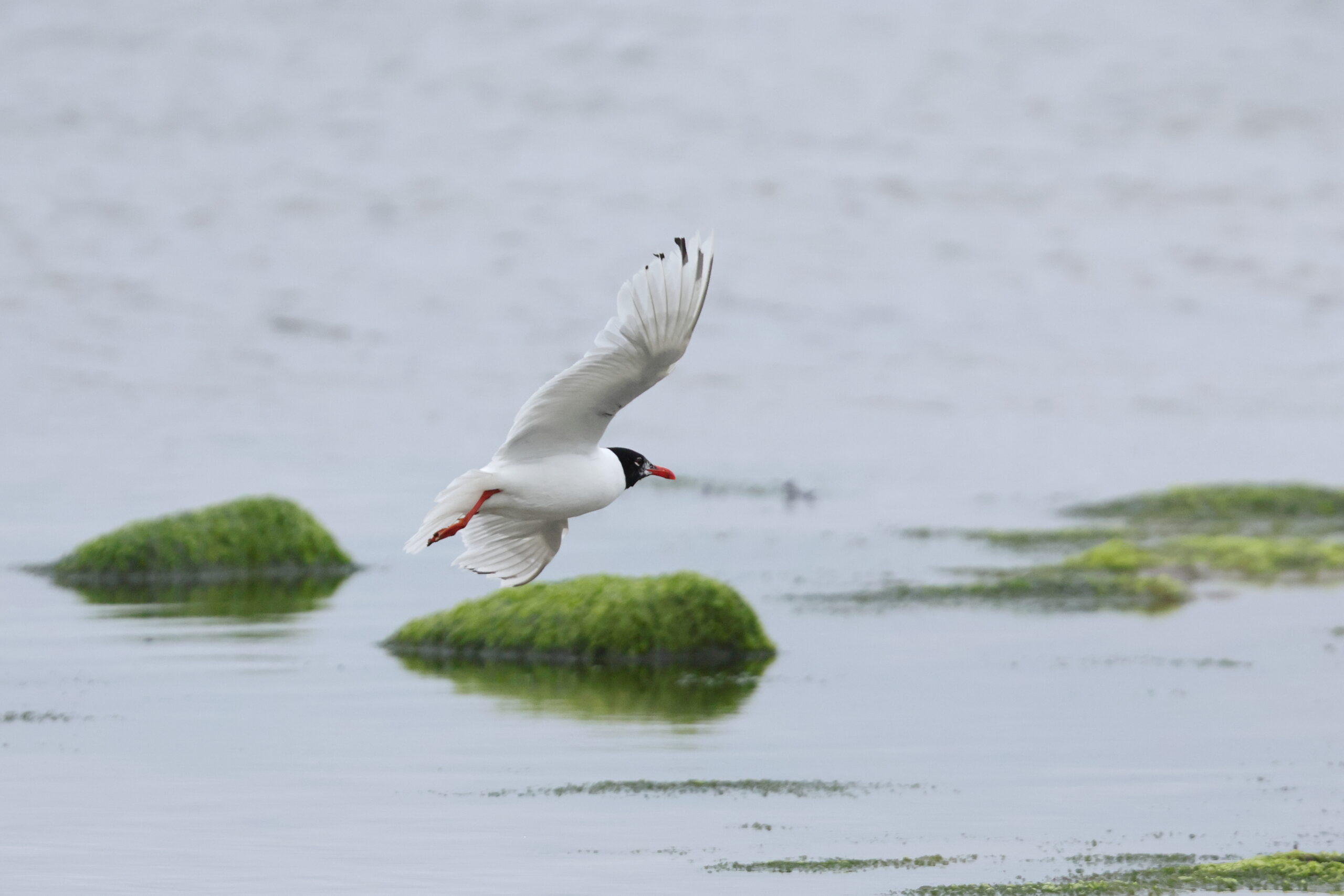 Mediterranean Gull. Isle of Man, July 2024 © Neil G Morris.