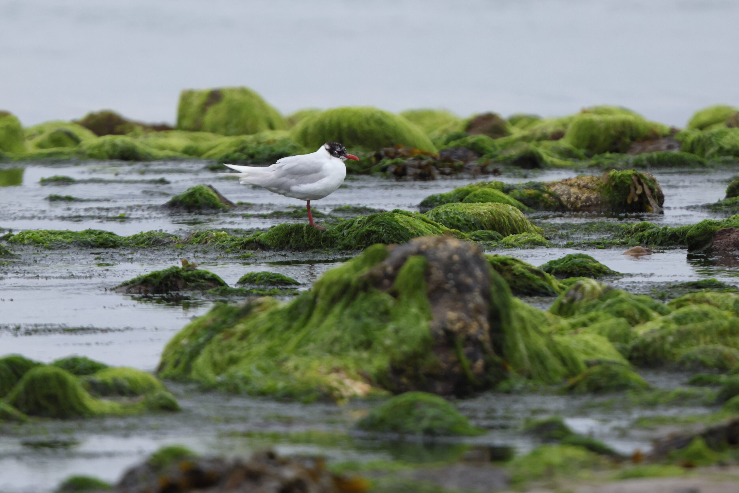 Mediterranean Gull. Isle of Man, July 2024 © Neil G Morris.