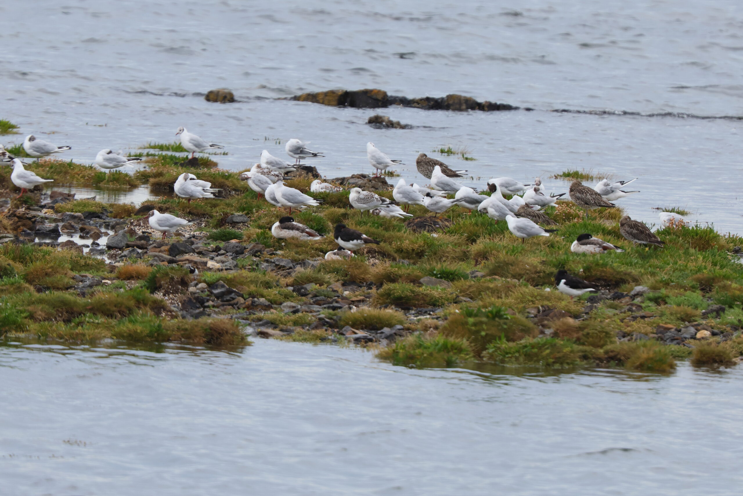 Mediterranean Gull. Isle of Man, July 2024 © Neil G Morris.