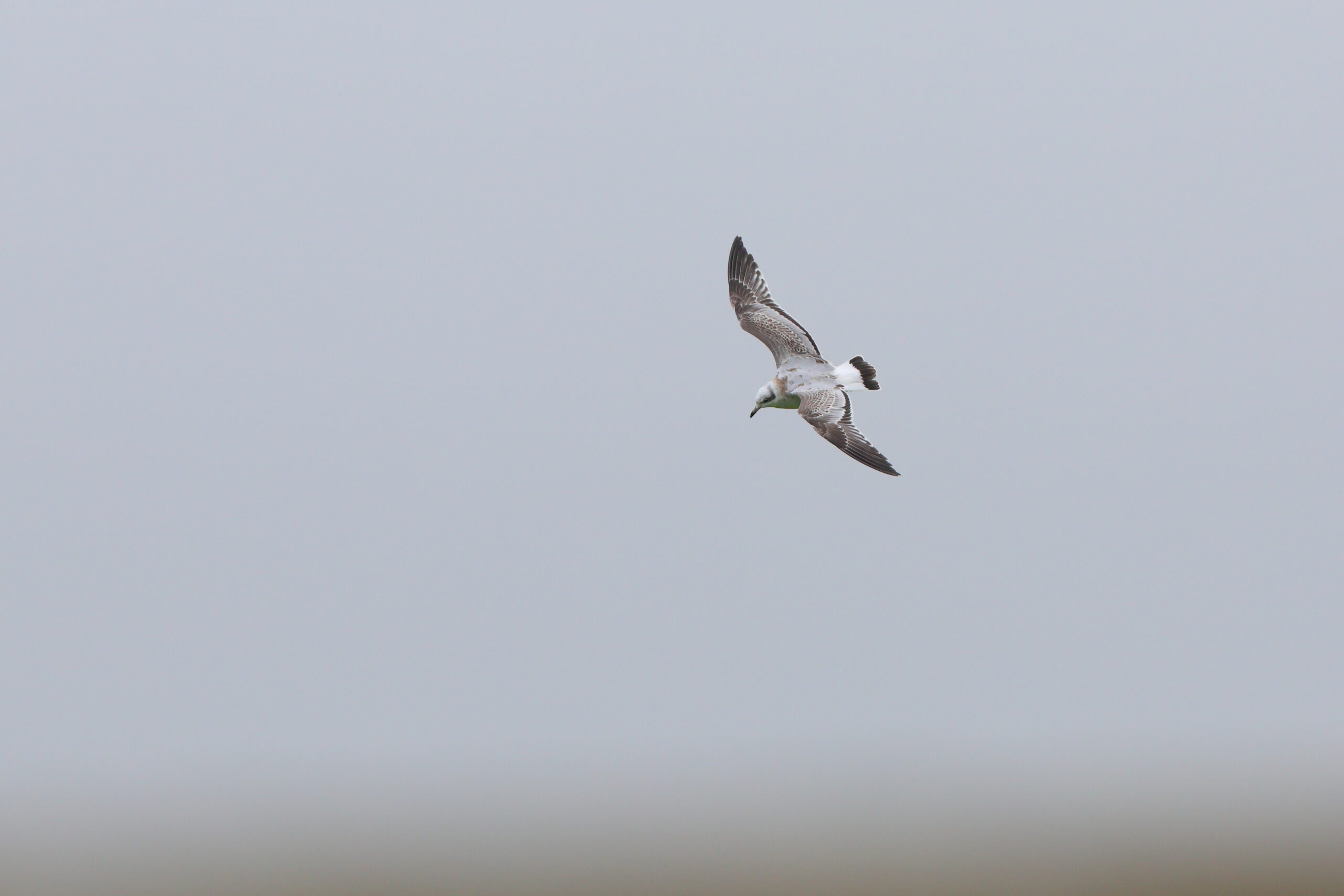 Mediterranean Gull. Isle of Man, August 2024 © Neil G Morris.