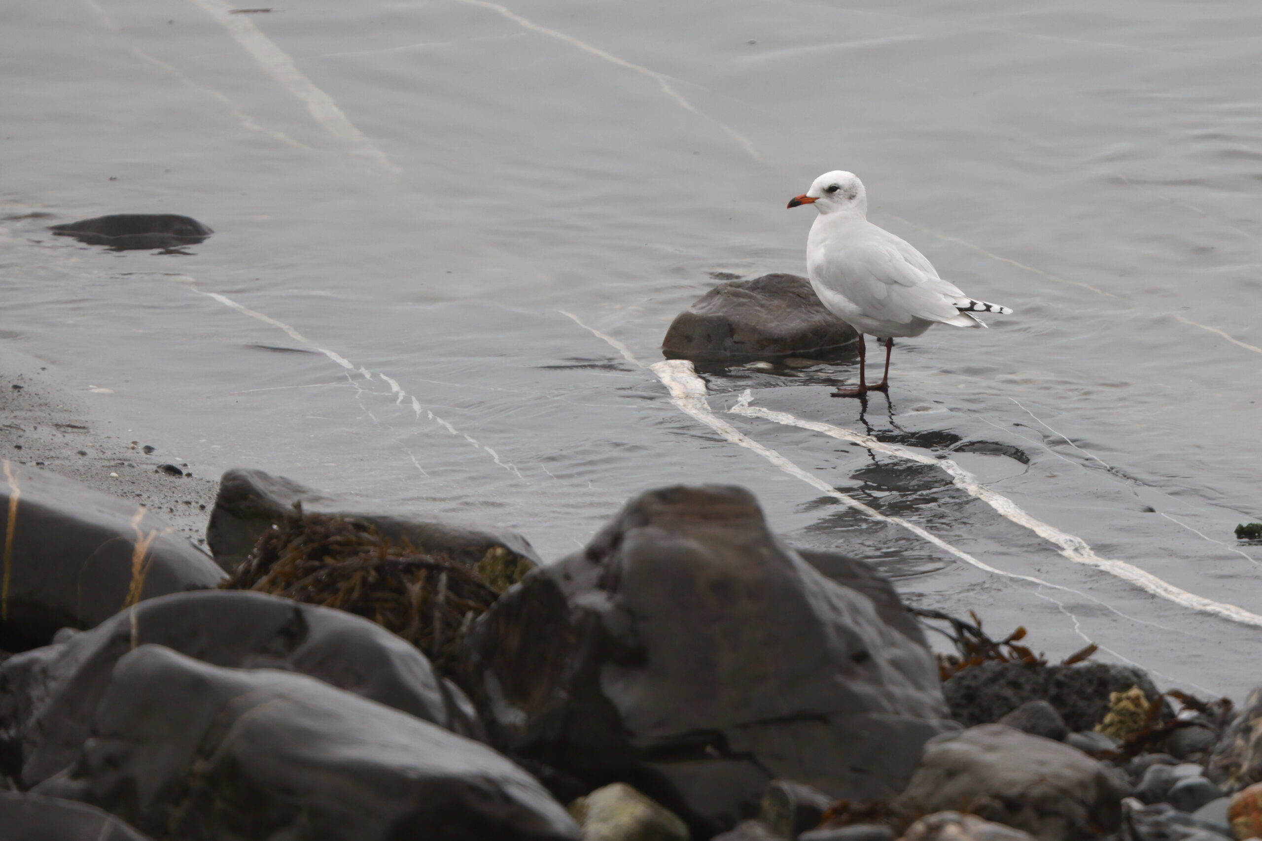 Mediterranean Gull. Isle of Man, October 2022 © Neil G Morris.