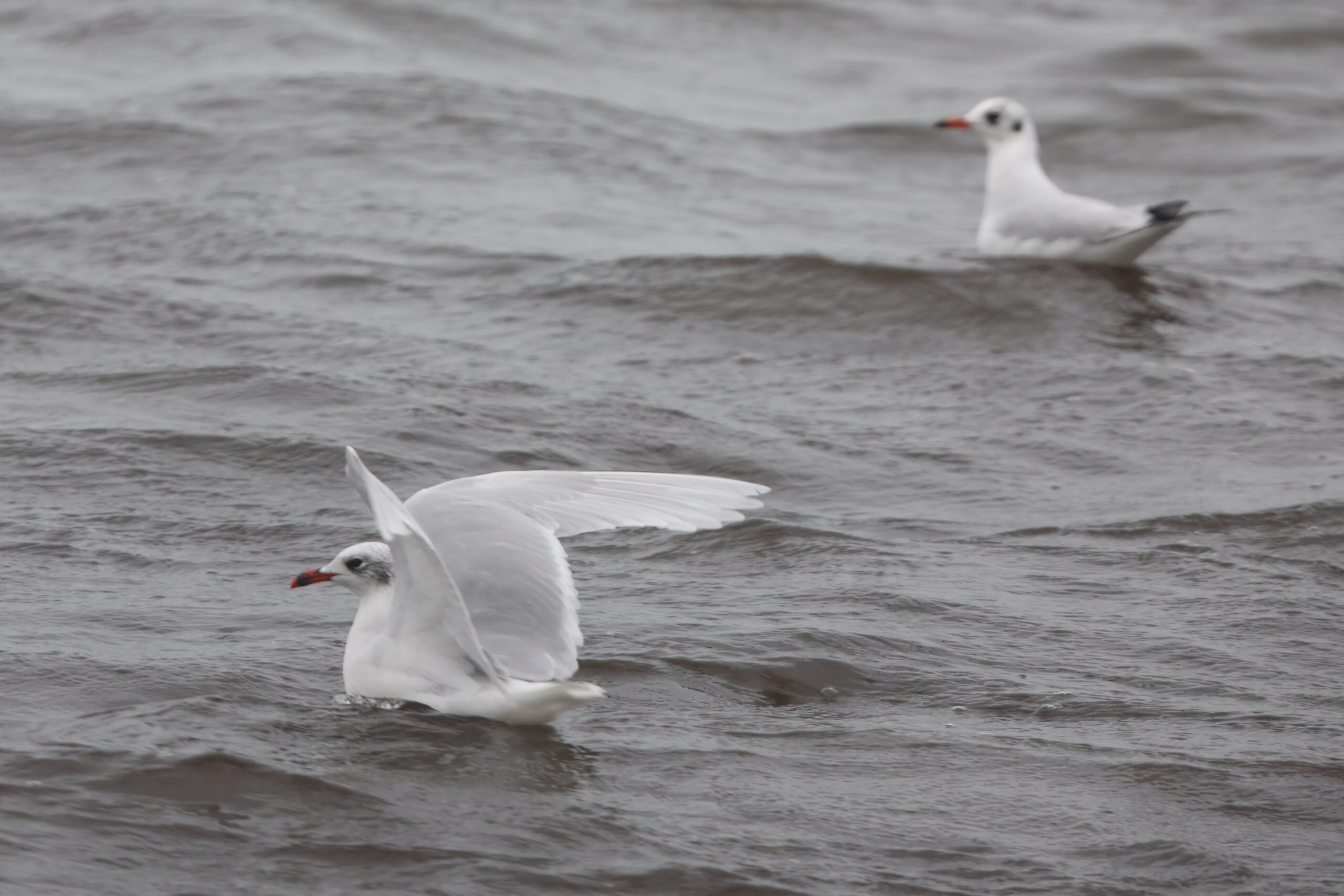 Mediterranean Gull. Isle of Man, October 2022 © Neil G Morris.