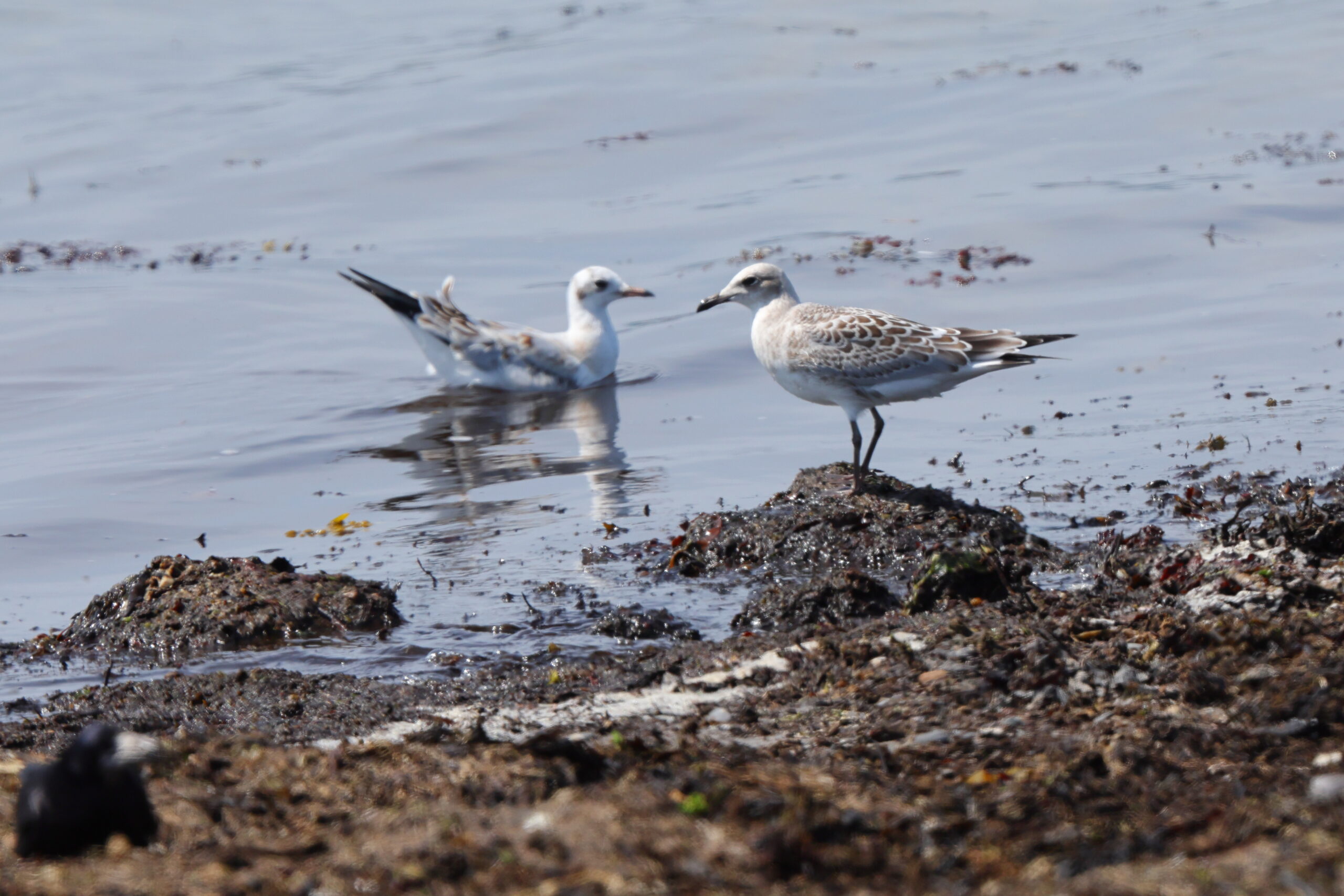 Mediterranean Gull. Isle of Man, July 2022 © Neil G Morris.