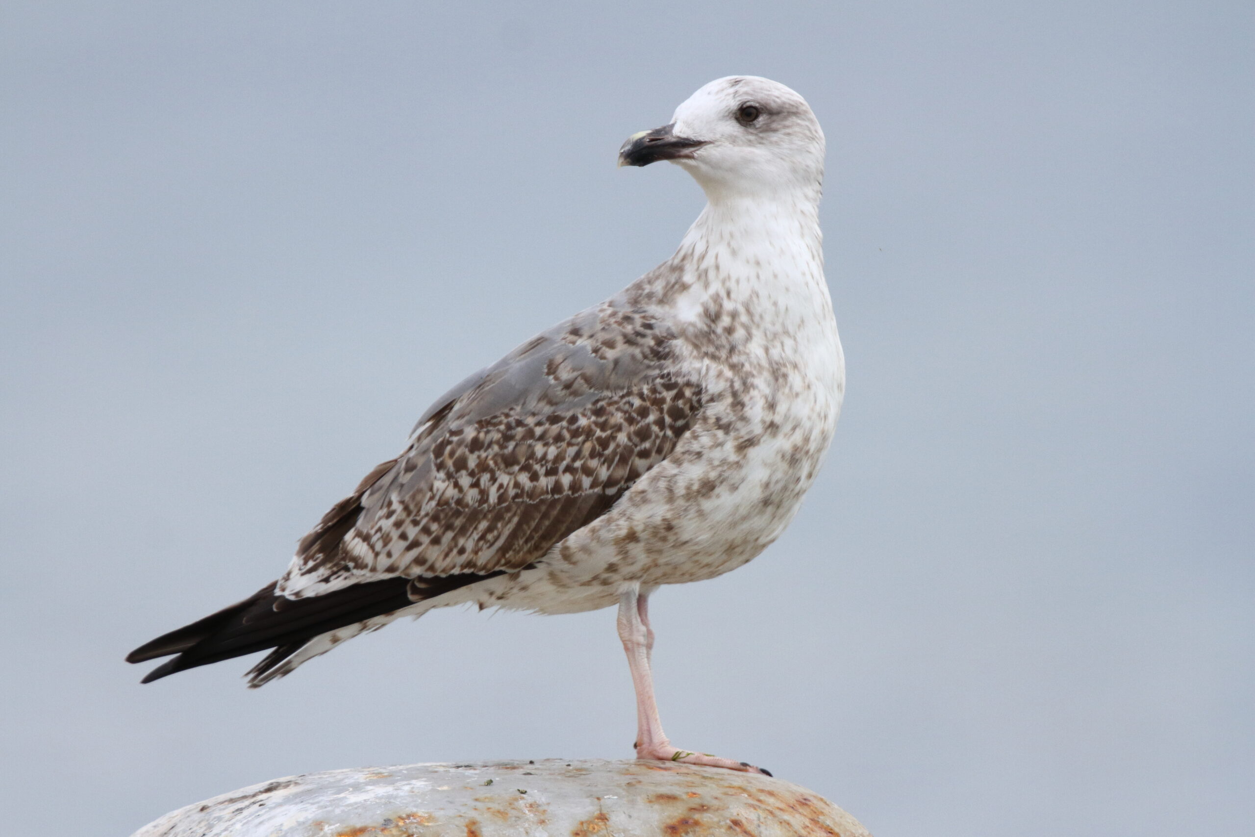 Yellow-legged Gull. Isle of Man, November 2019 © Neil G Morris.
